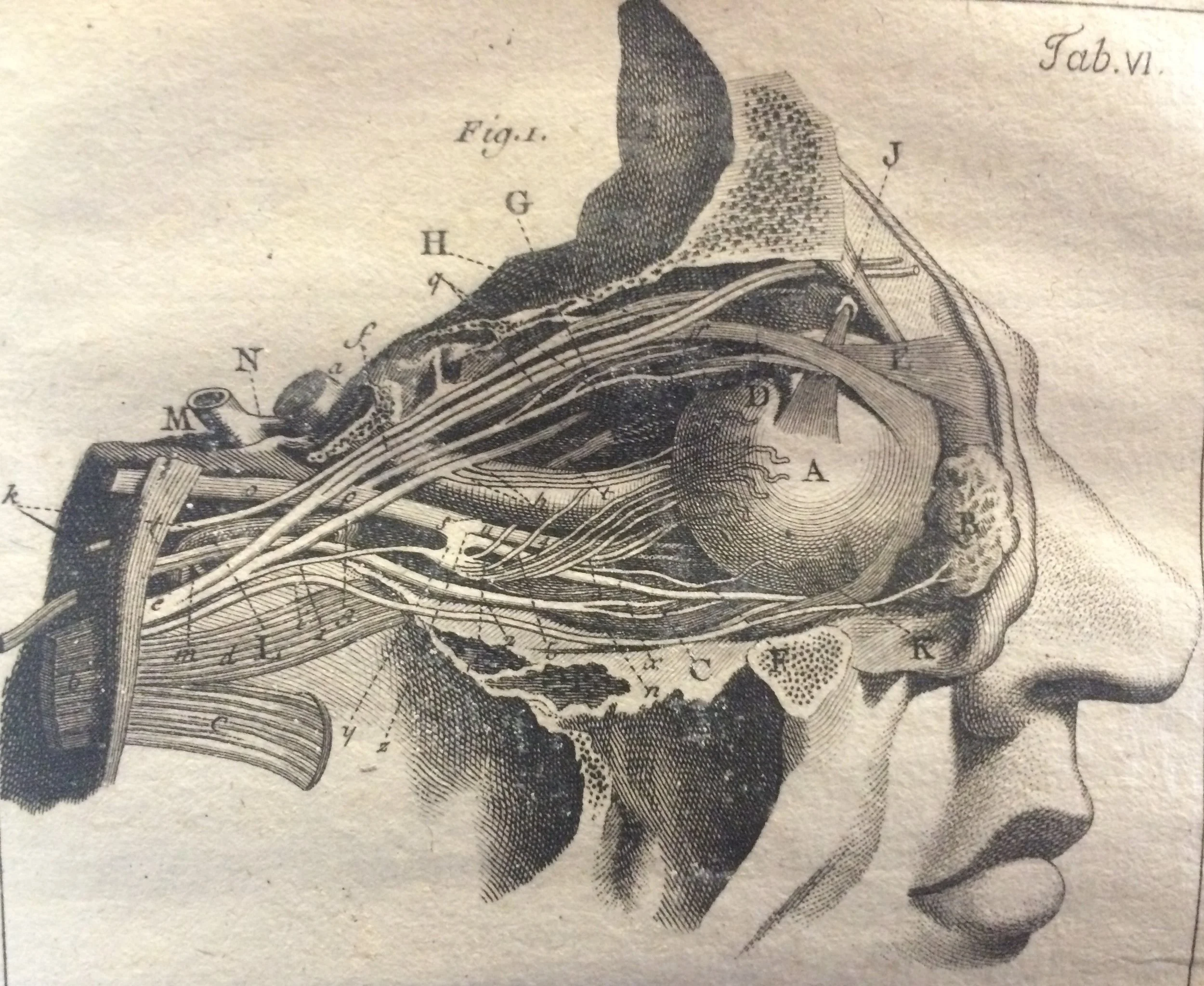 anatomy-of-the-eye-drawing-61.jpg