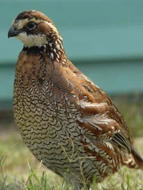 quail.jpg
