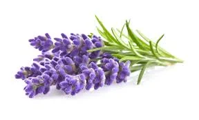 lavender1.jpg