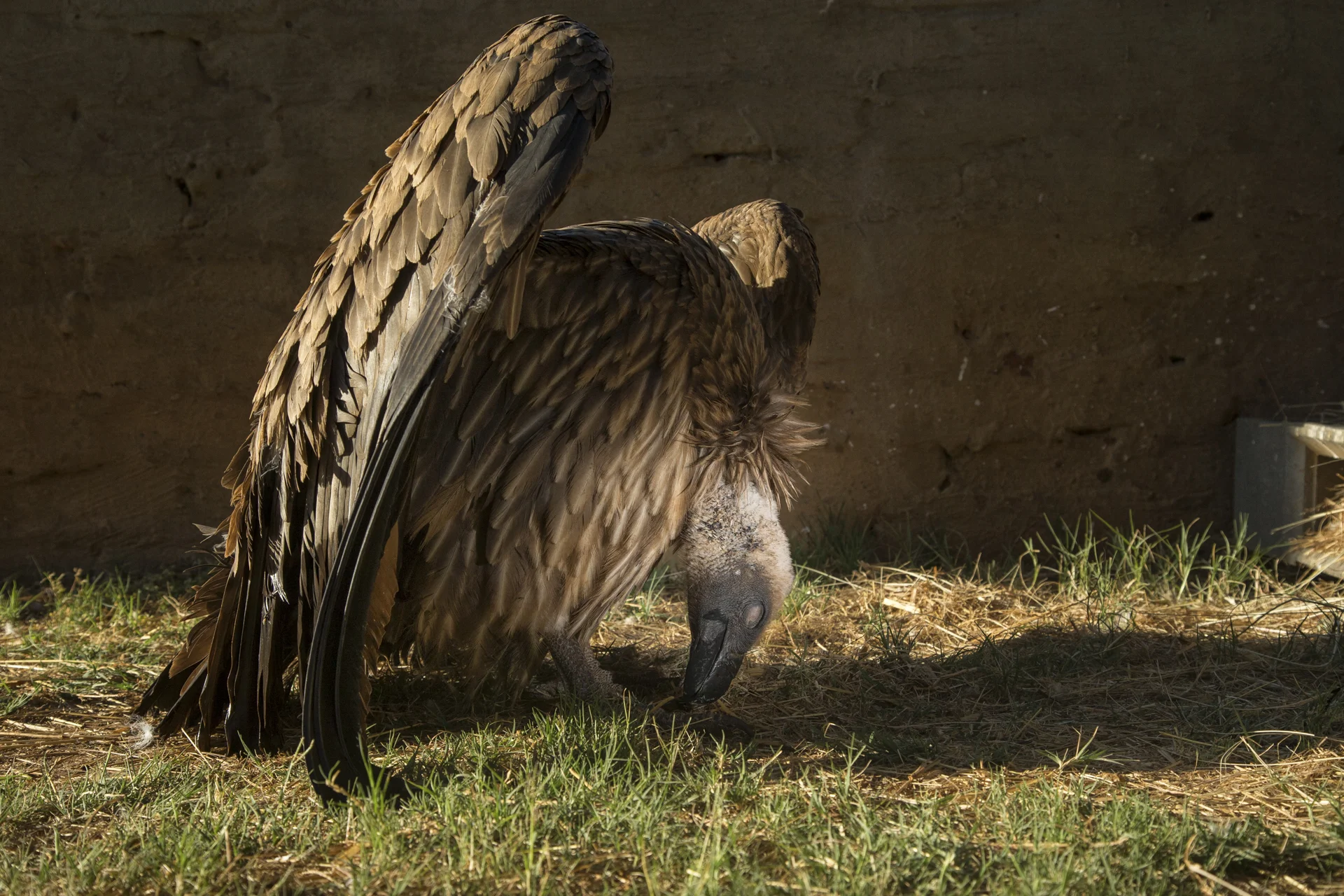 Poisoned vulture.jpg