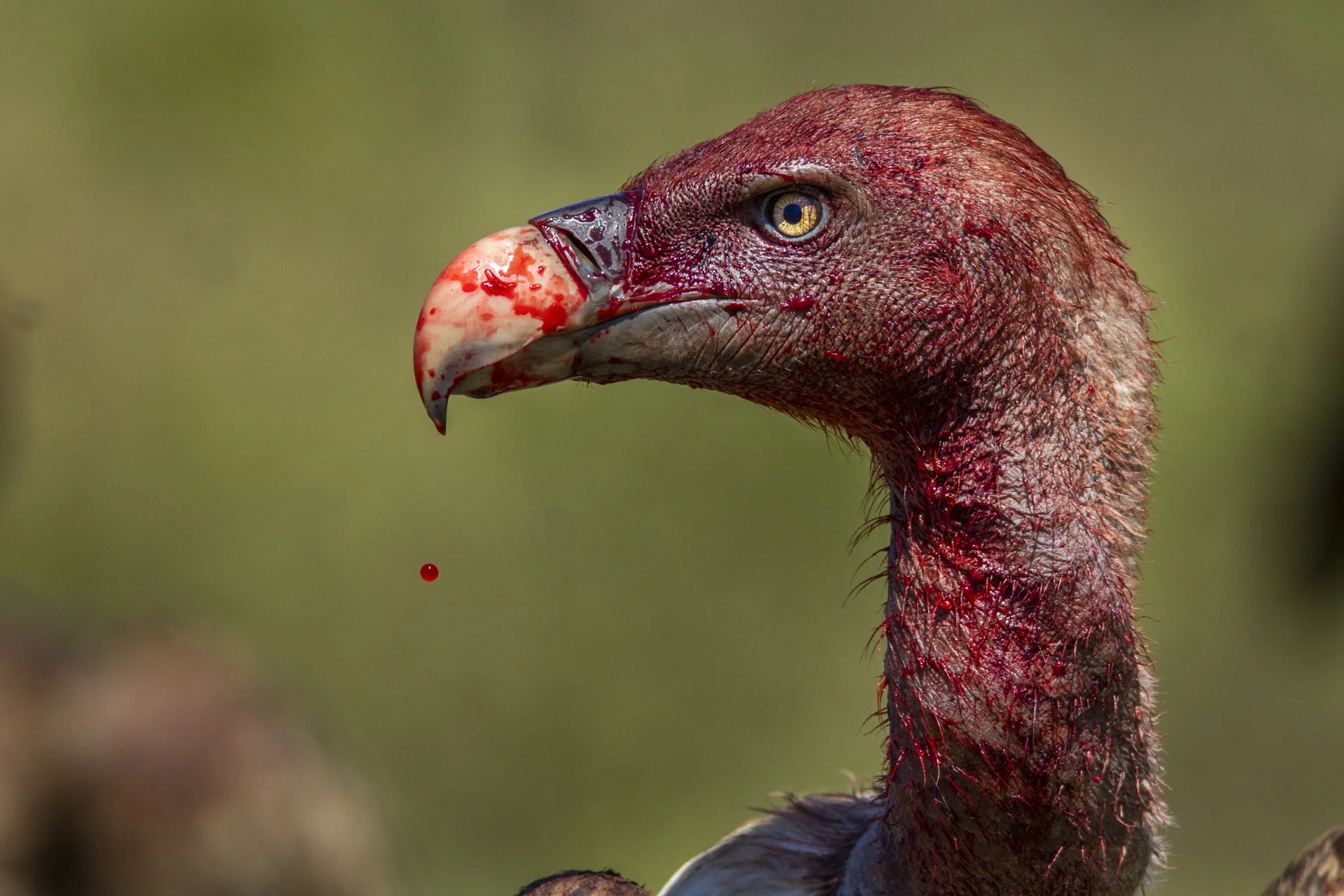 Ruppells vulture blod drop_hires_.jpg