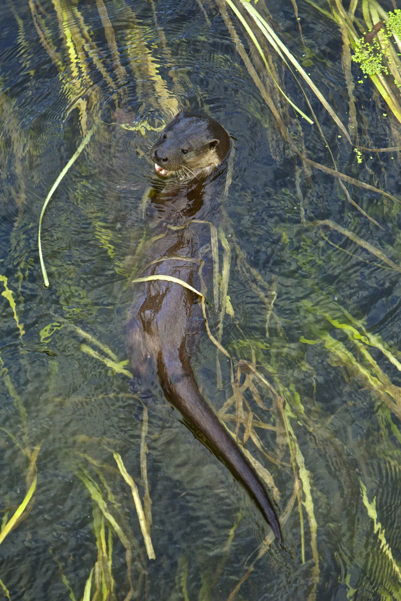 Otter in reeds.jpg