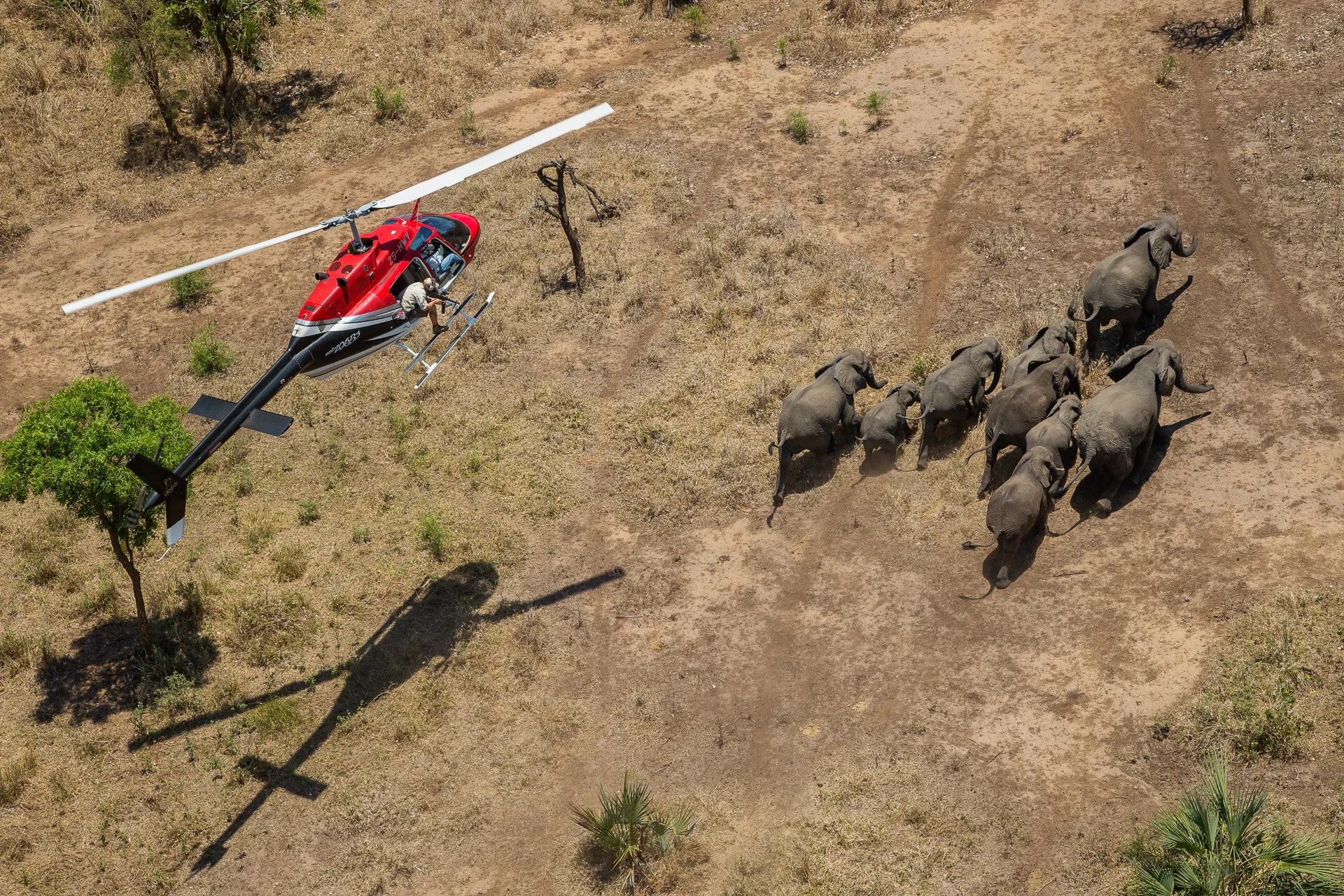 Darting Elephants Gorongosa