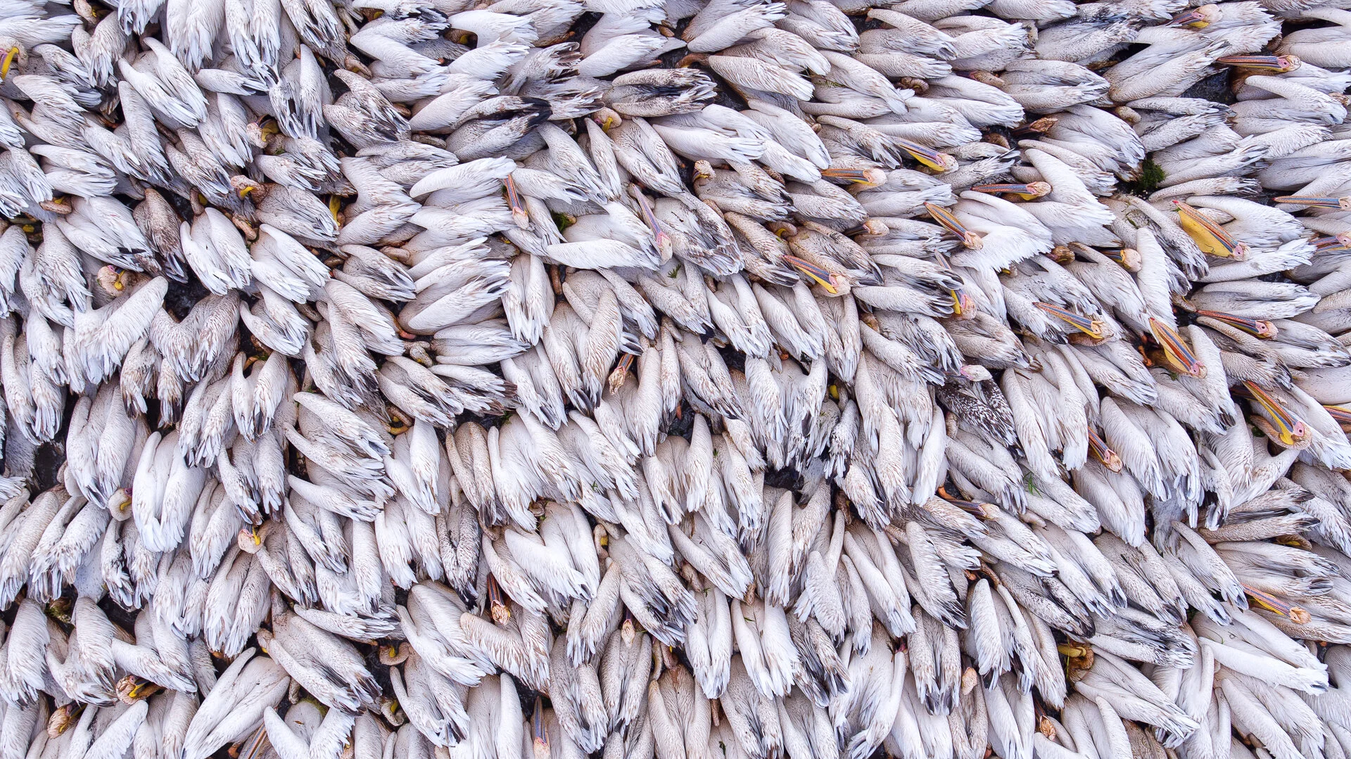 Pelicans feeding