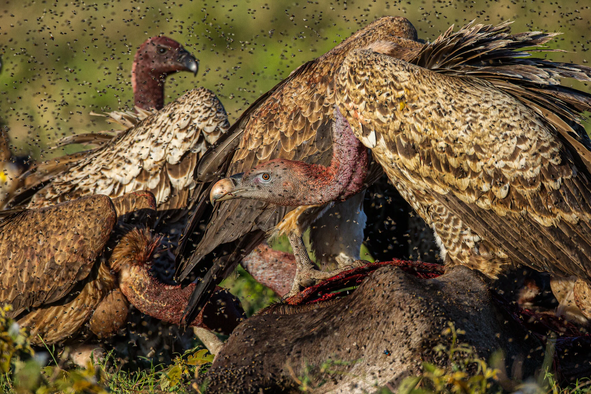Rüppells Vulture feeding