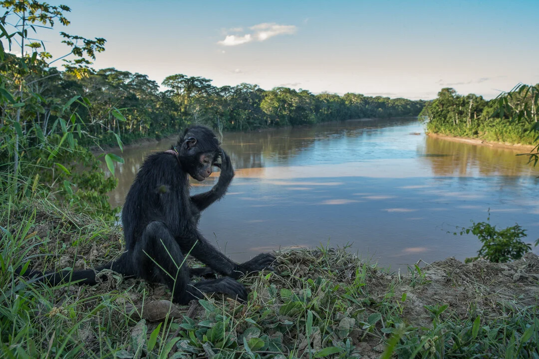 Spider Monkey thinking