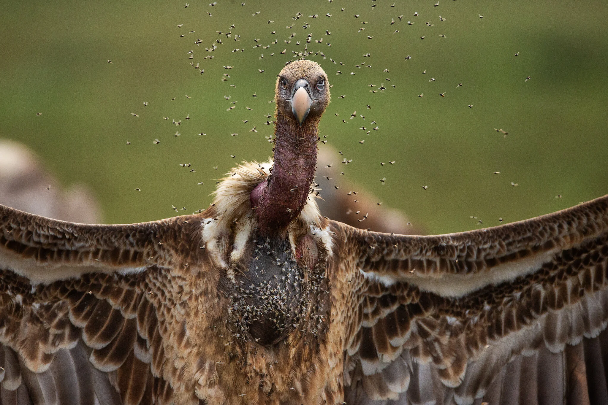 Ruppell's Vulture