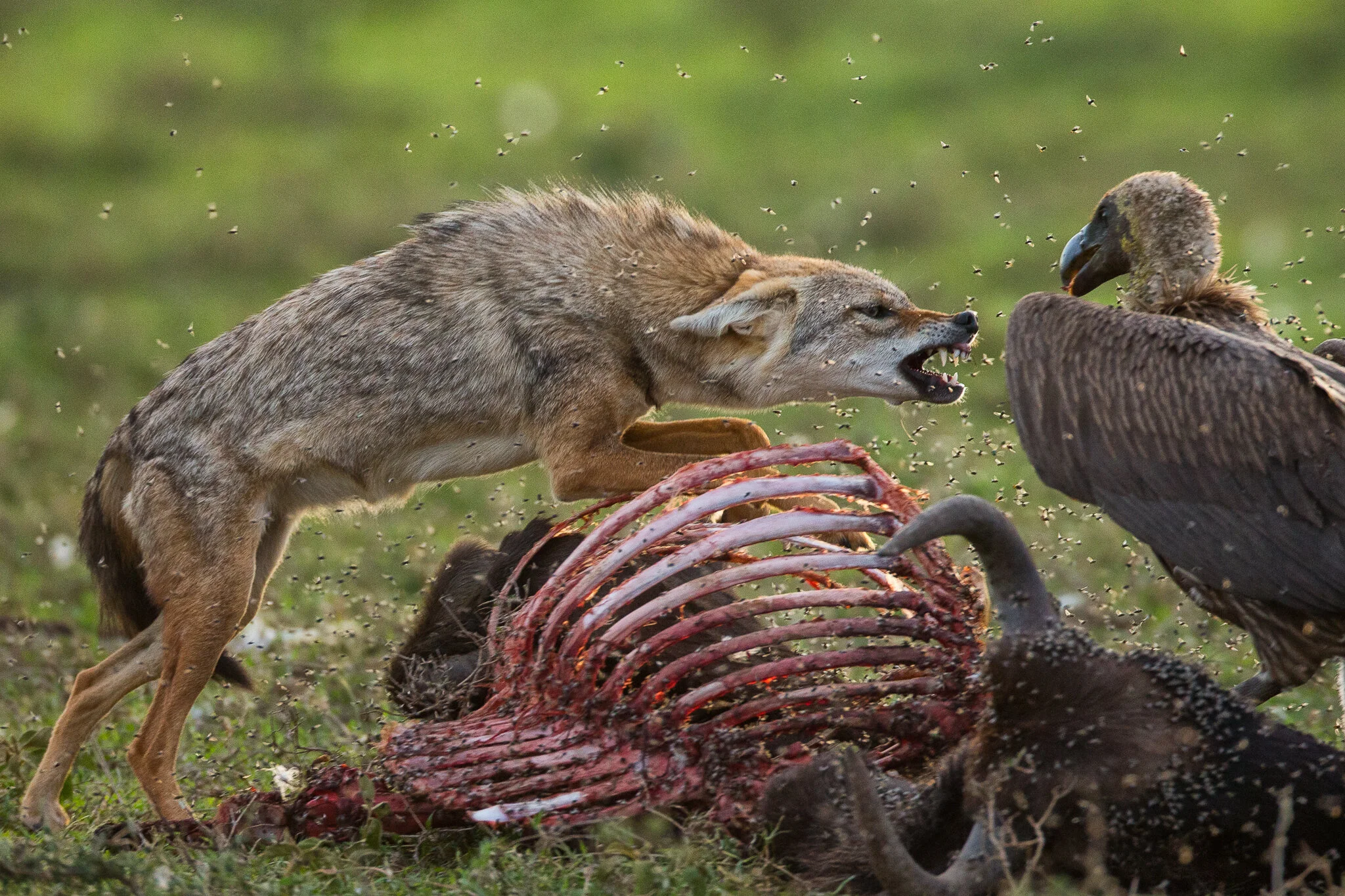 Jackal and vulture