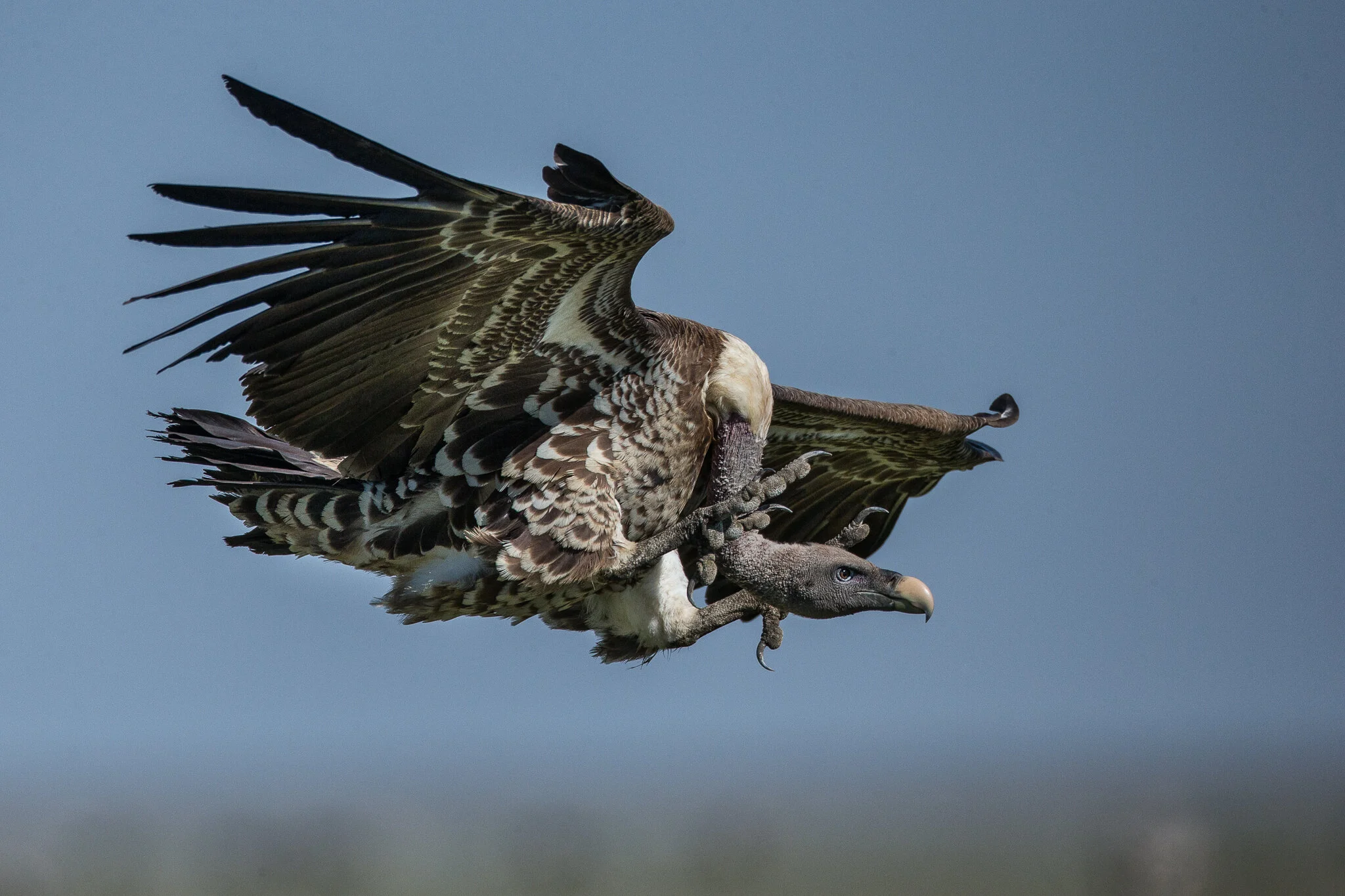 Rüppells Vulture