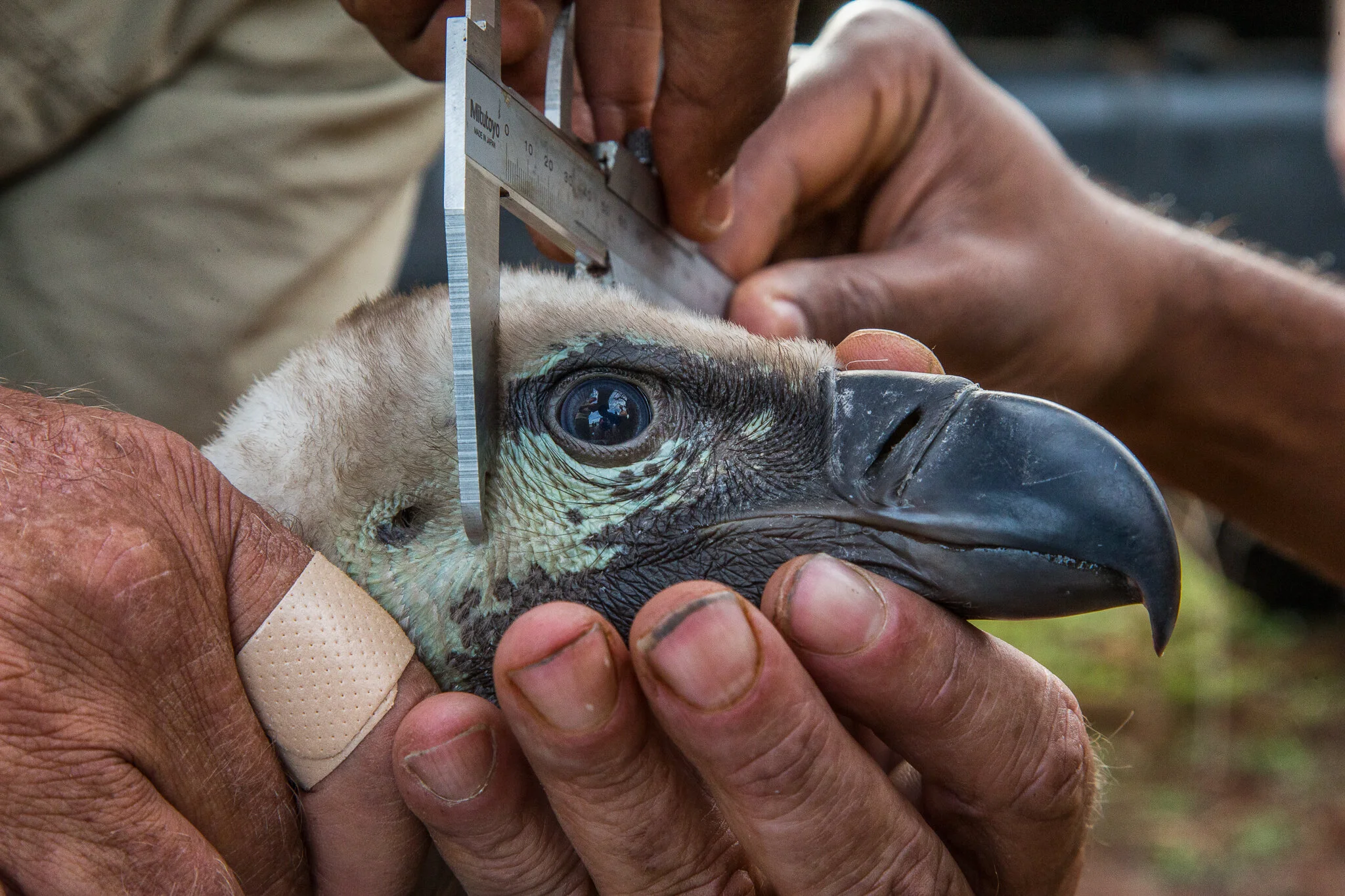 The indignity of becoming endangered