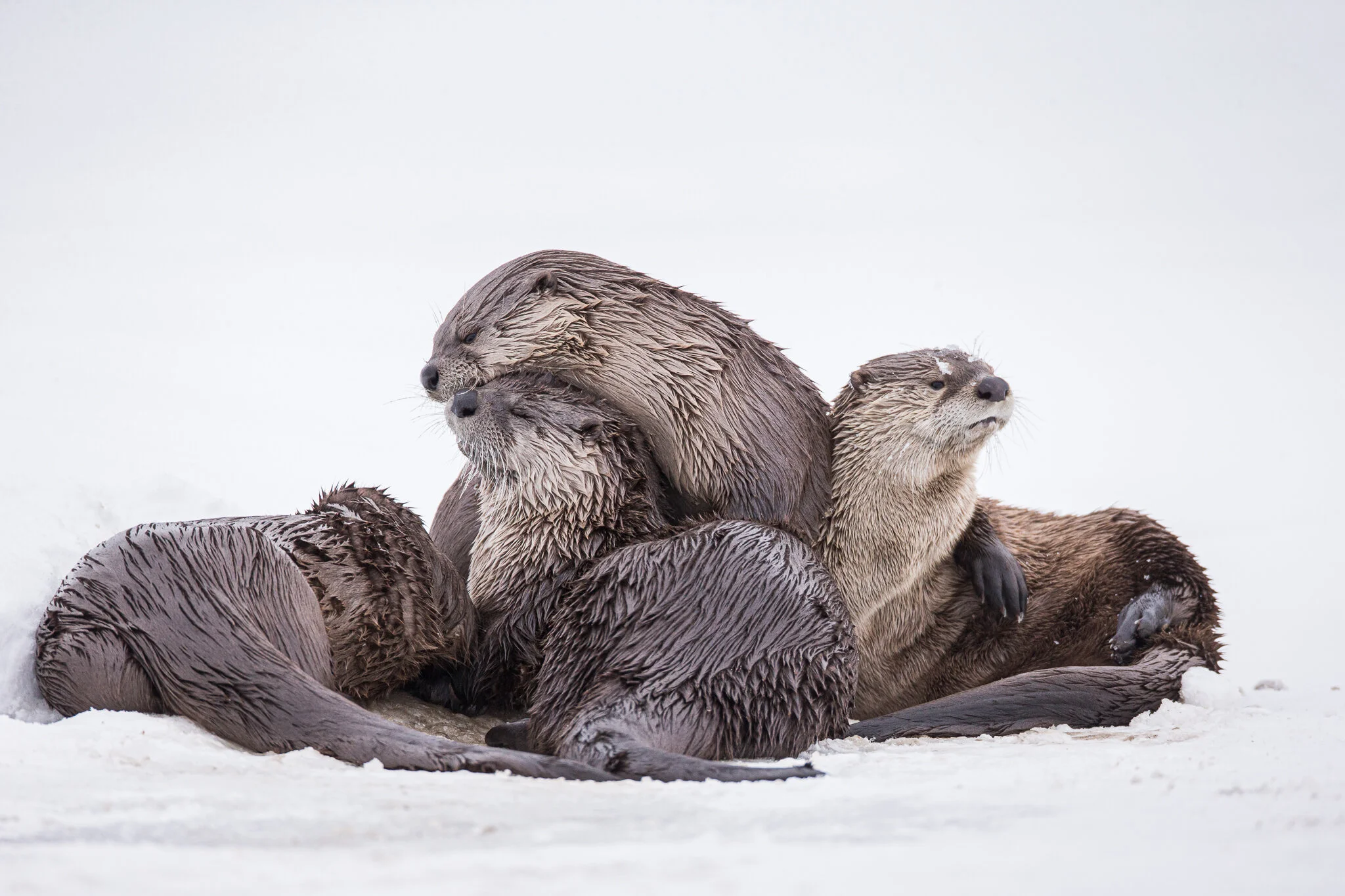 River Otters