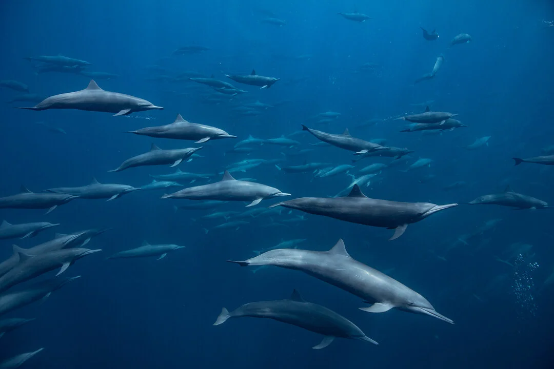 Spinner dolphins