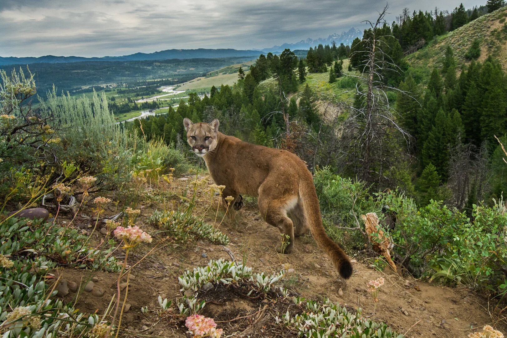 Mountain lion