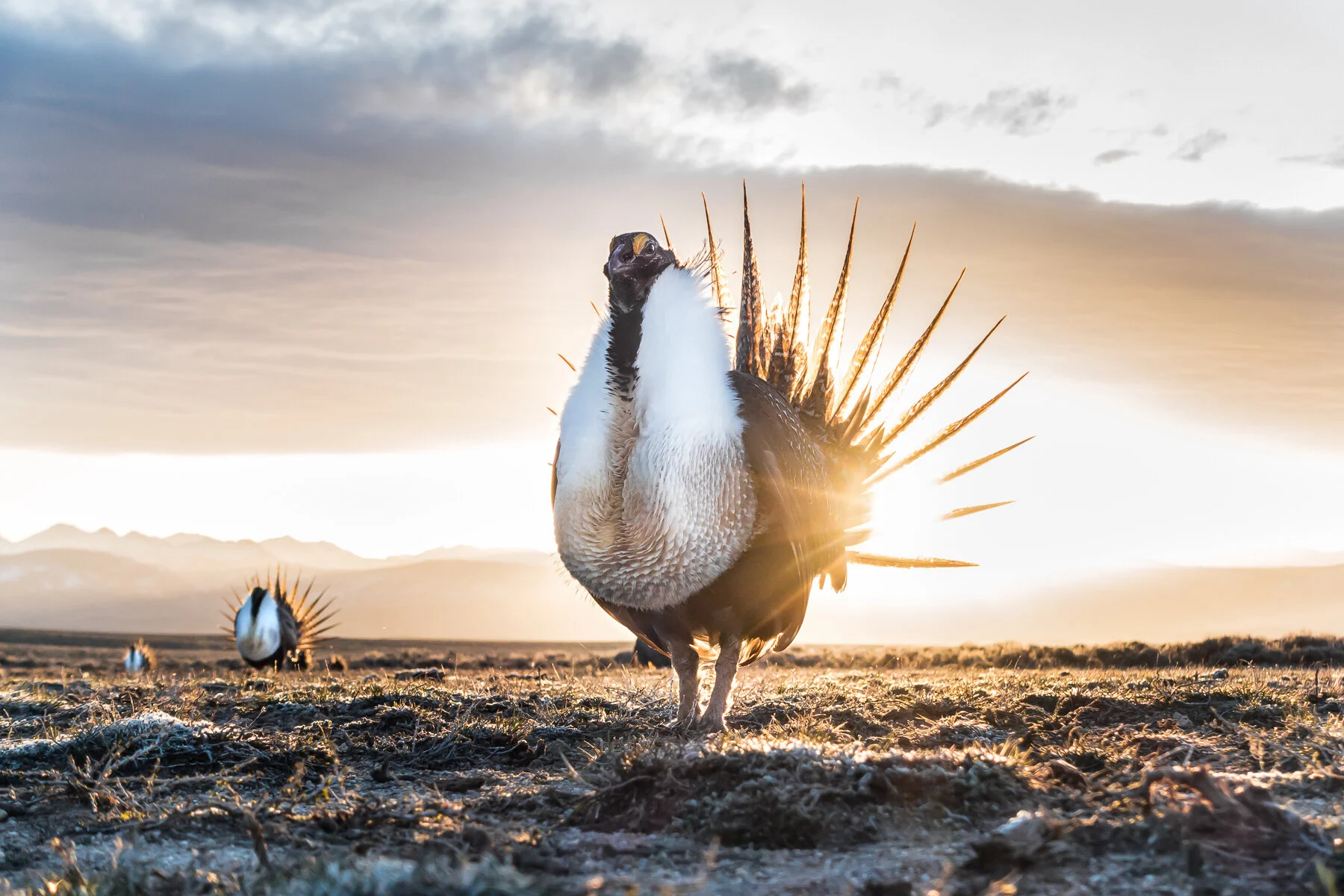 Greater sage grouse