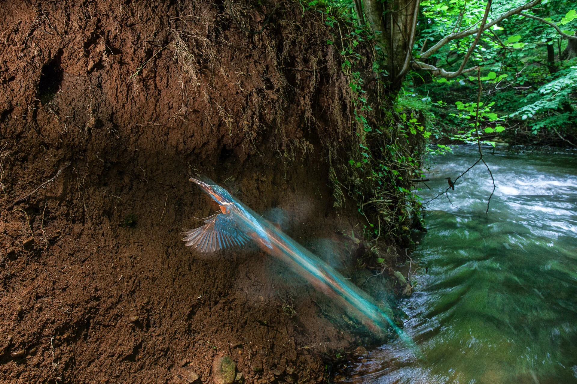 Kingfisher into nest