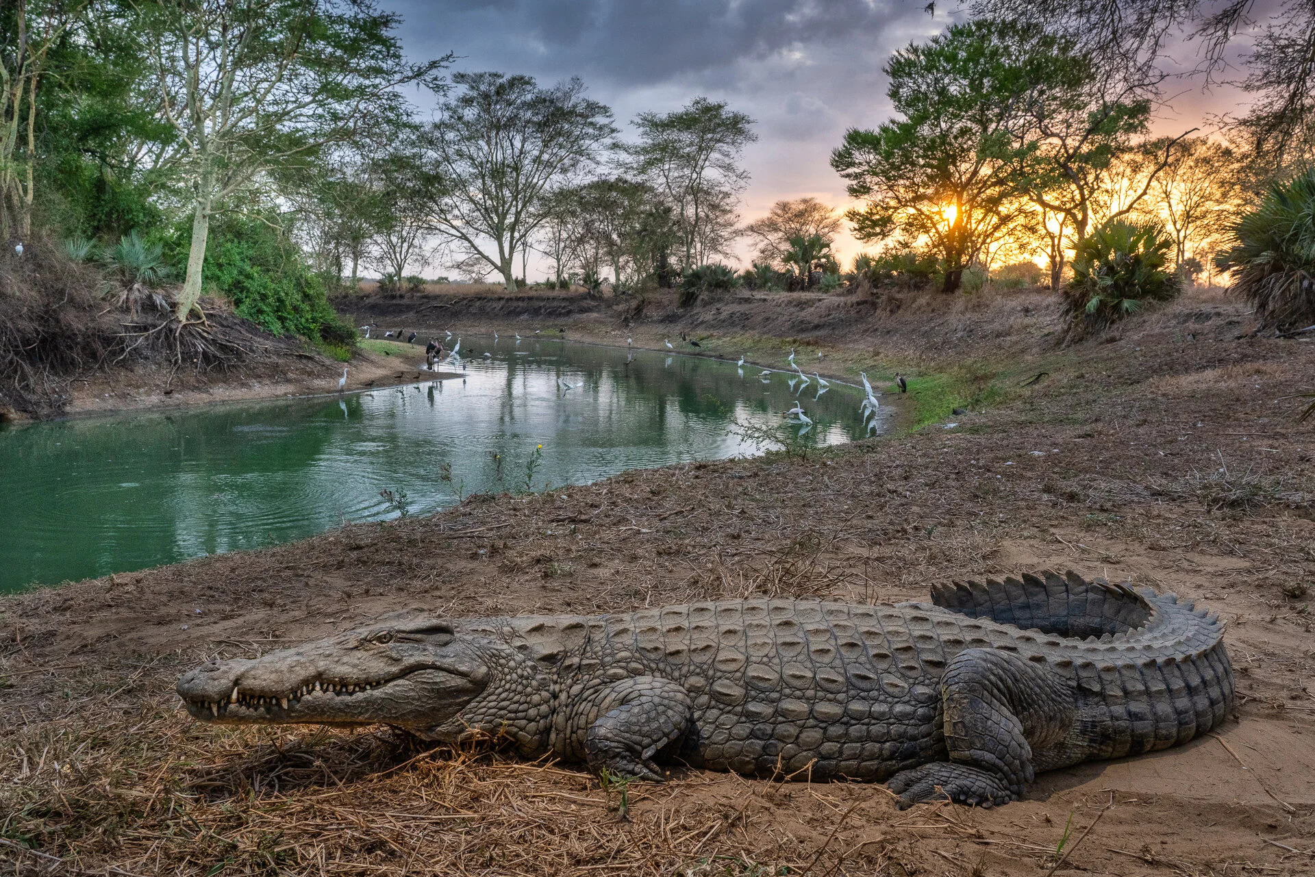 Female croc