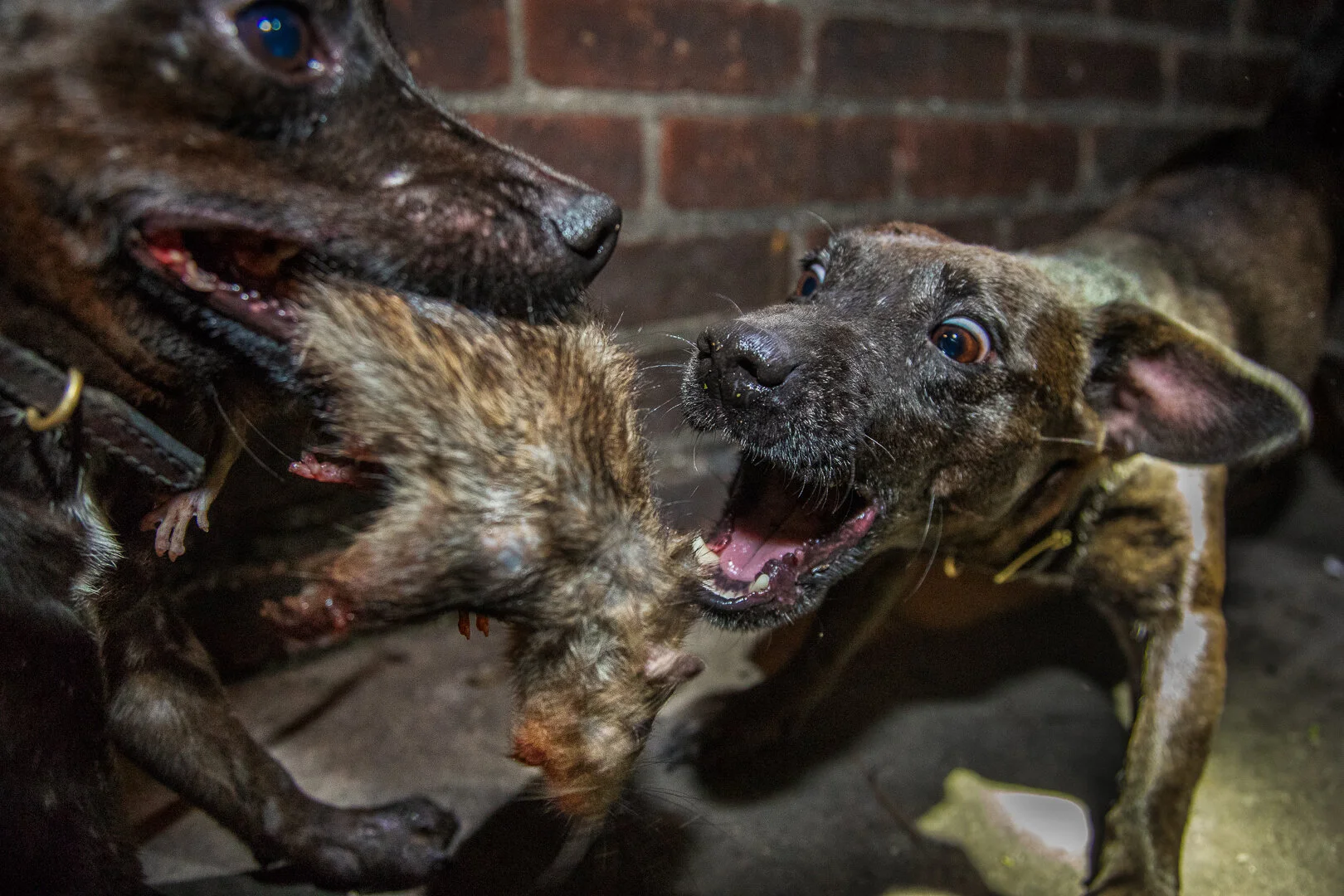 Terriers rip up a rat