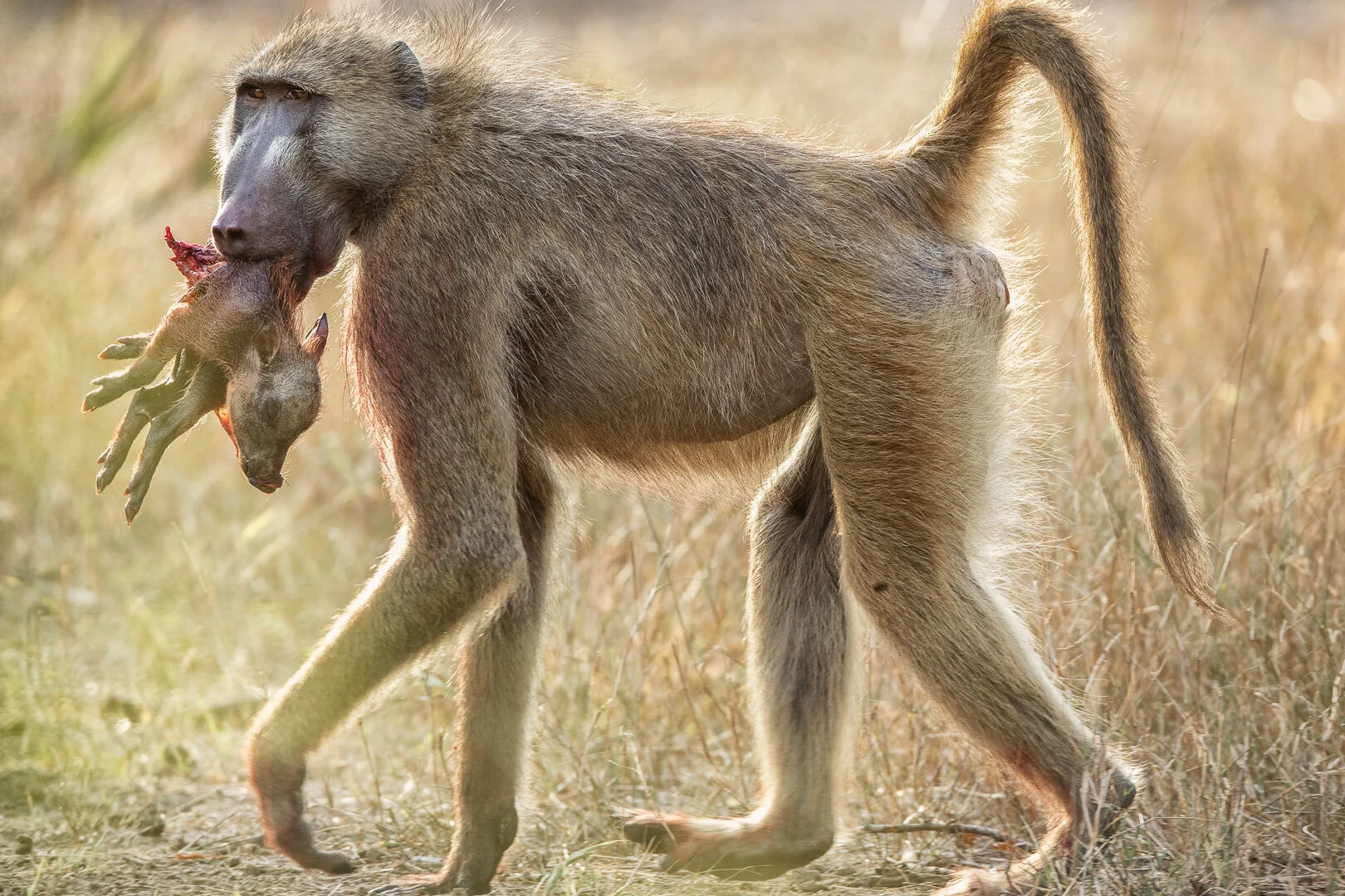 Baboon and piglet