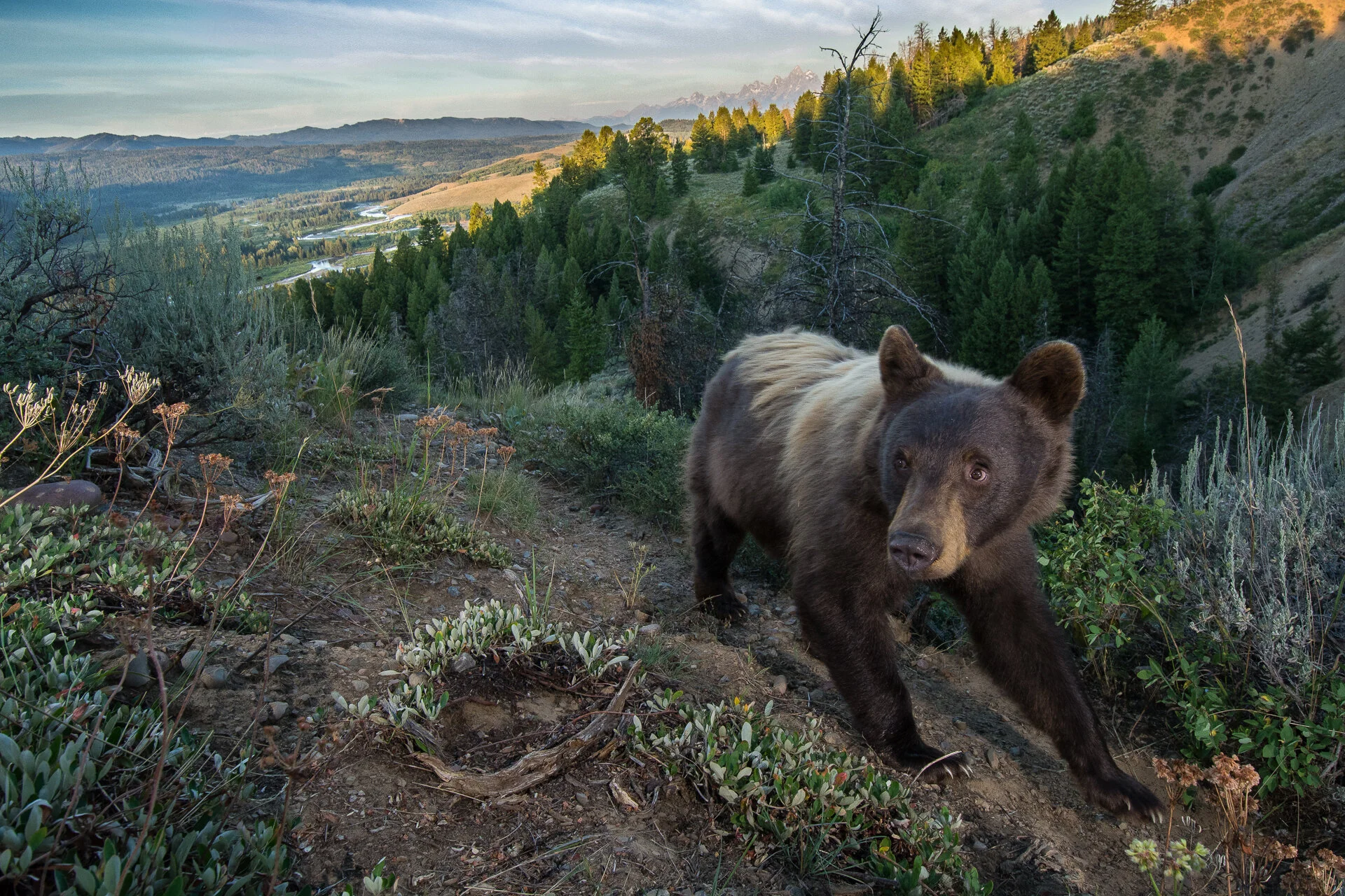 Black Bear