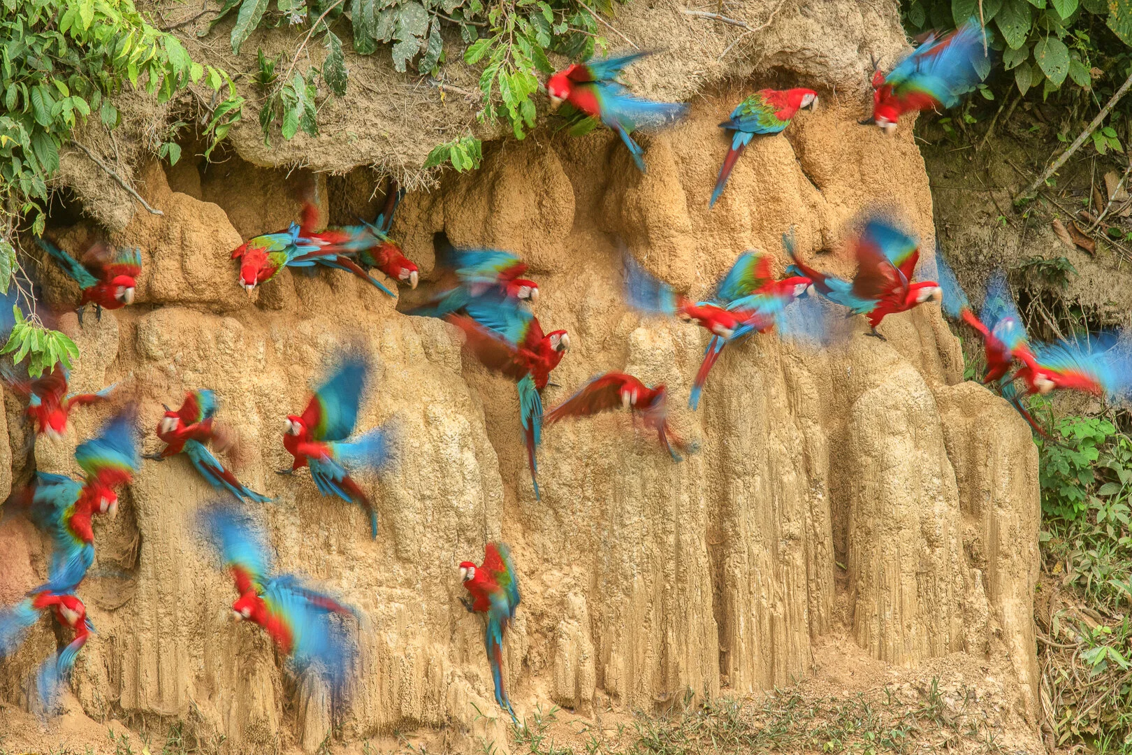 Red and green macaws