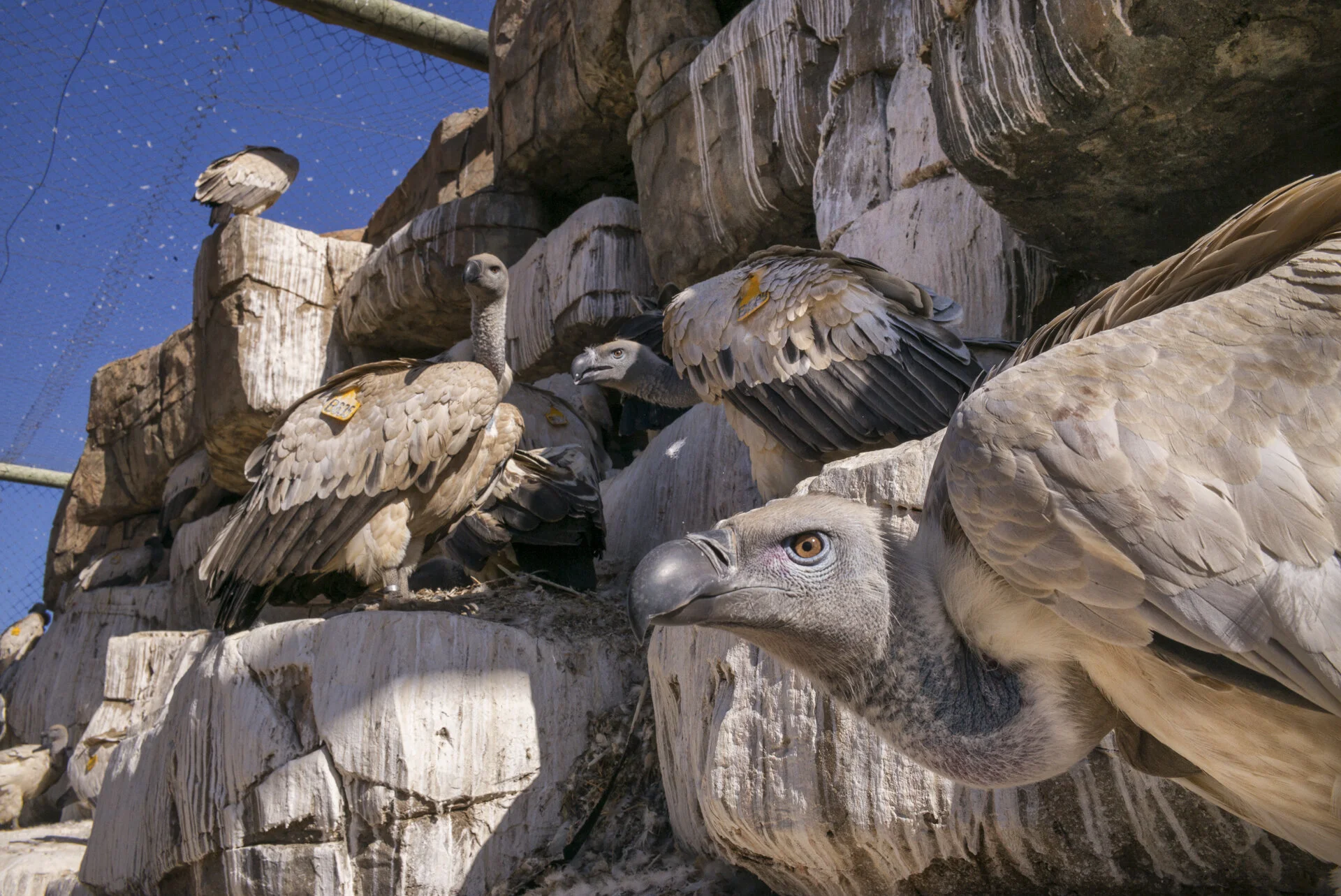 Cape vultures