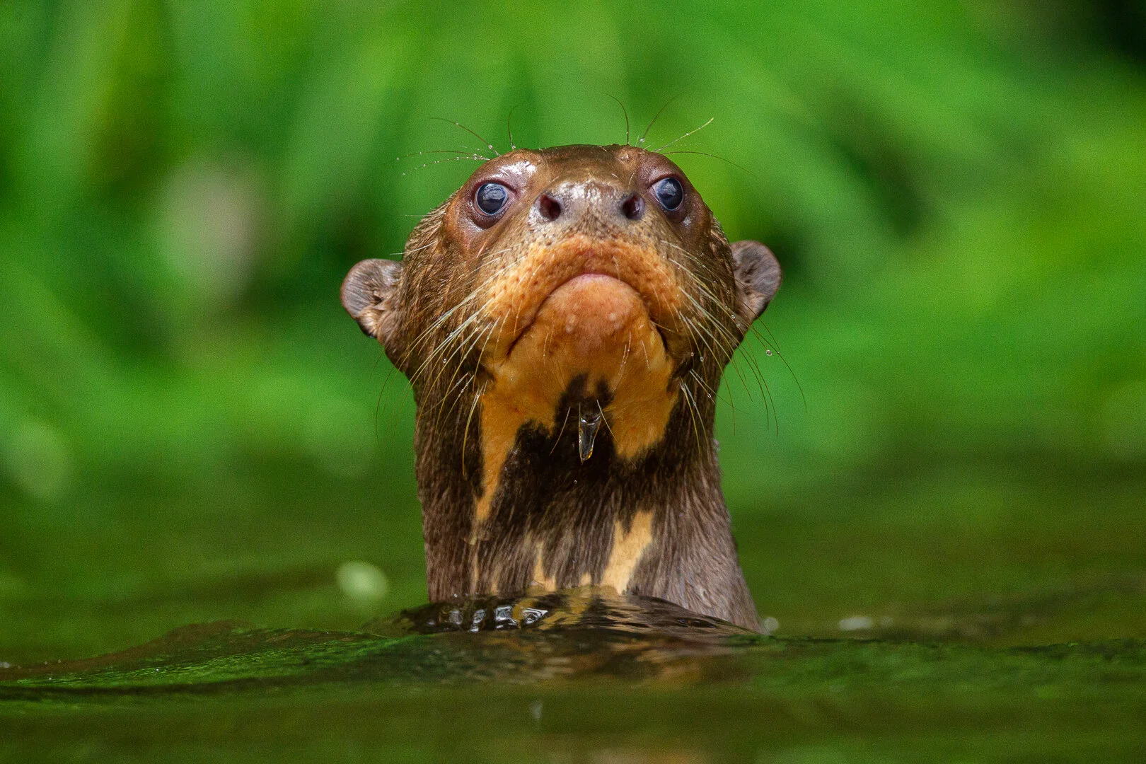 Dali - young giant otter