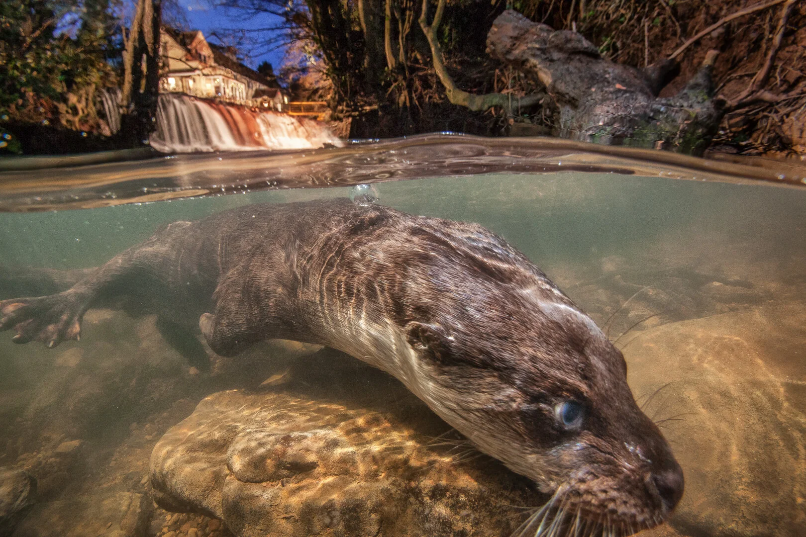 River otter