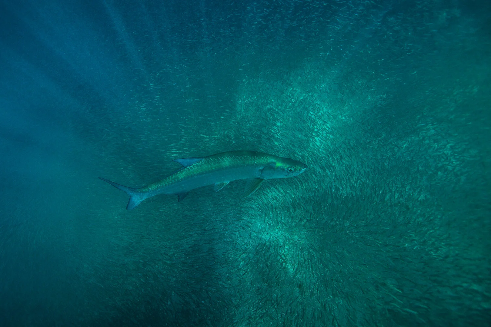 Tarpon