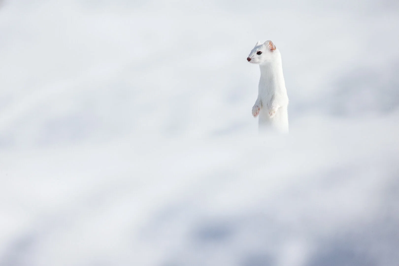 Long tailed weasel