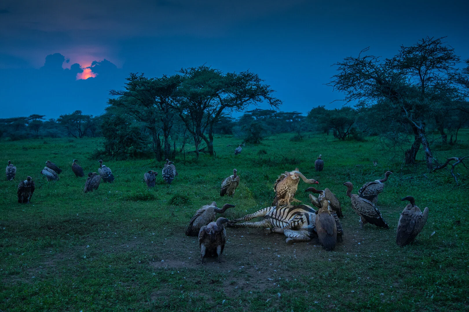 Vulture feast