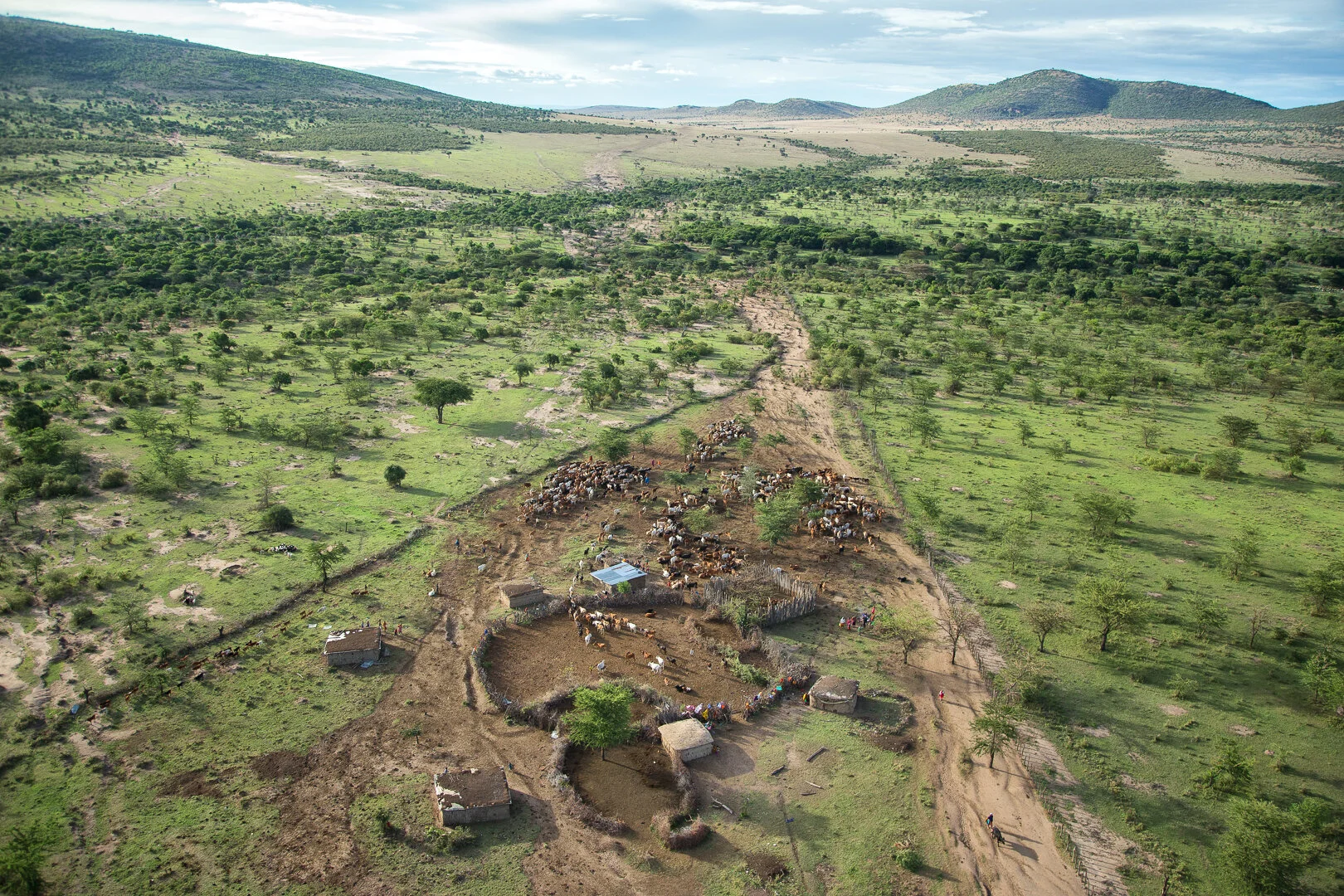 Cattle in the Mara