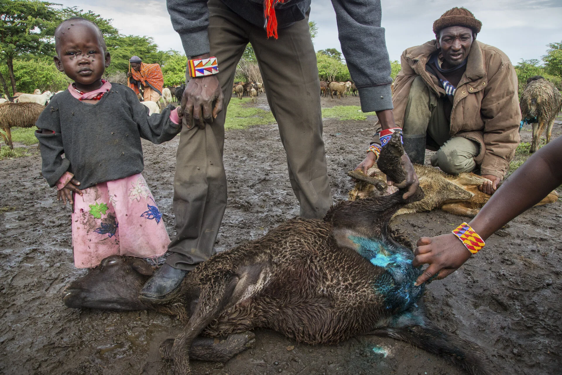 Hyena attack