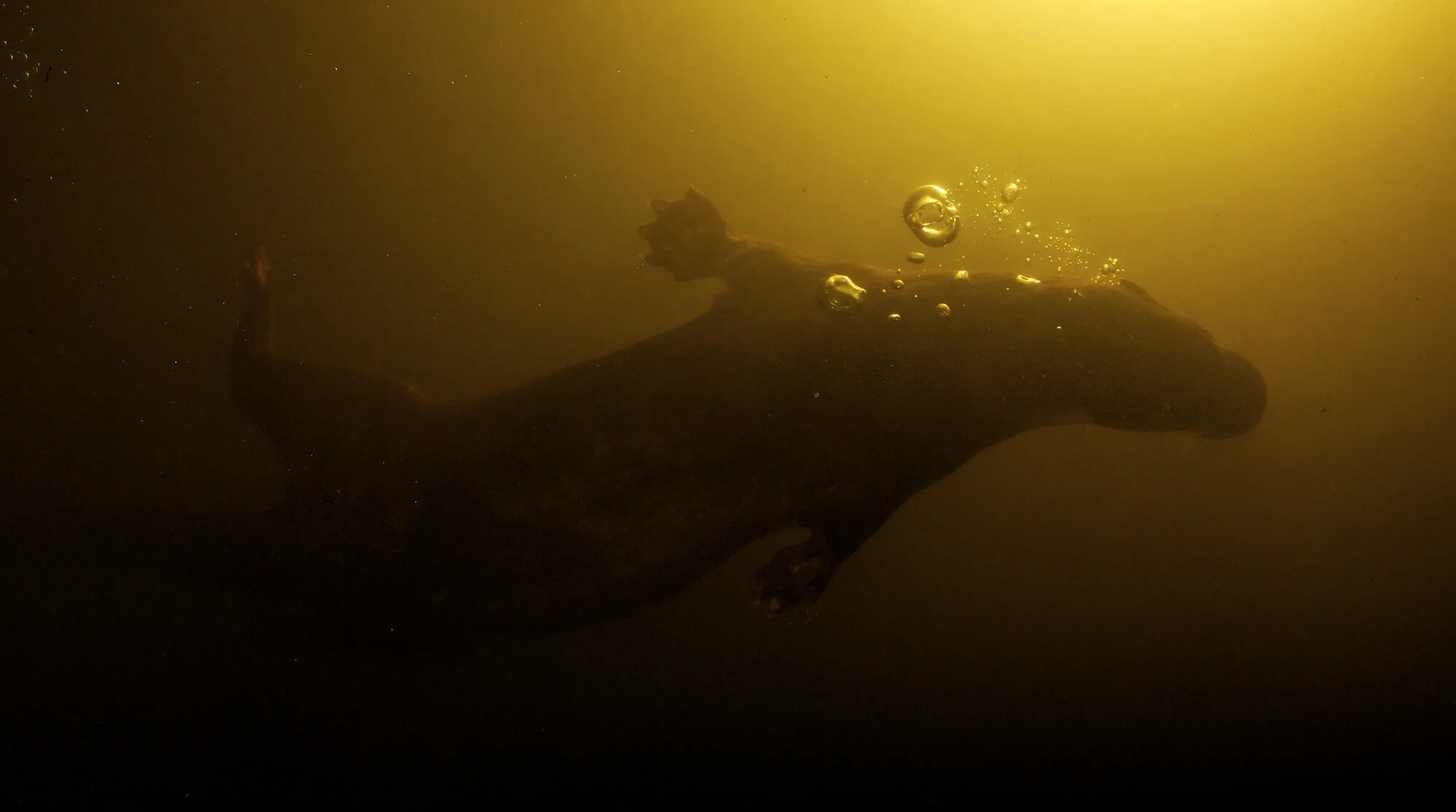 Eurasian otter