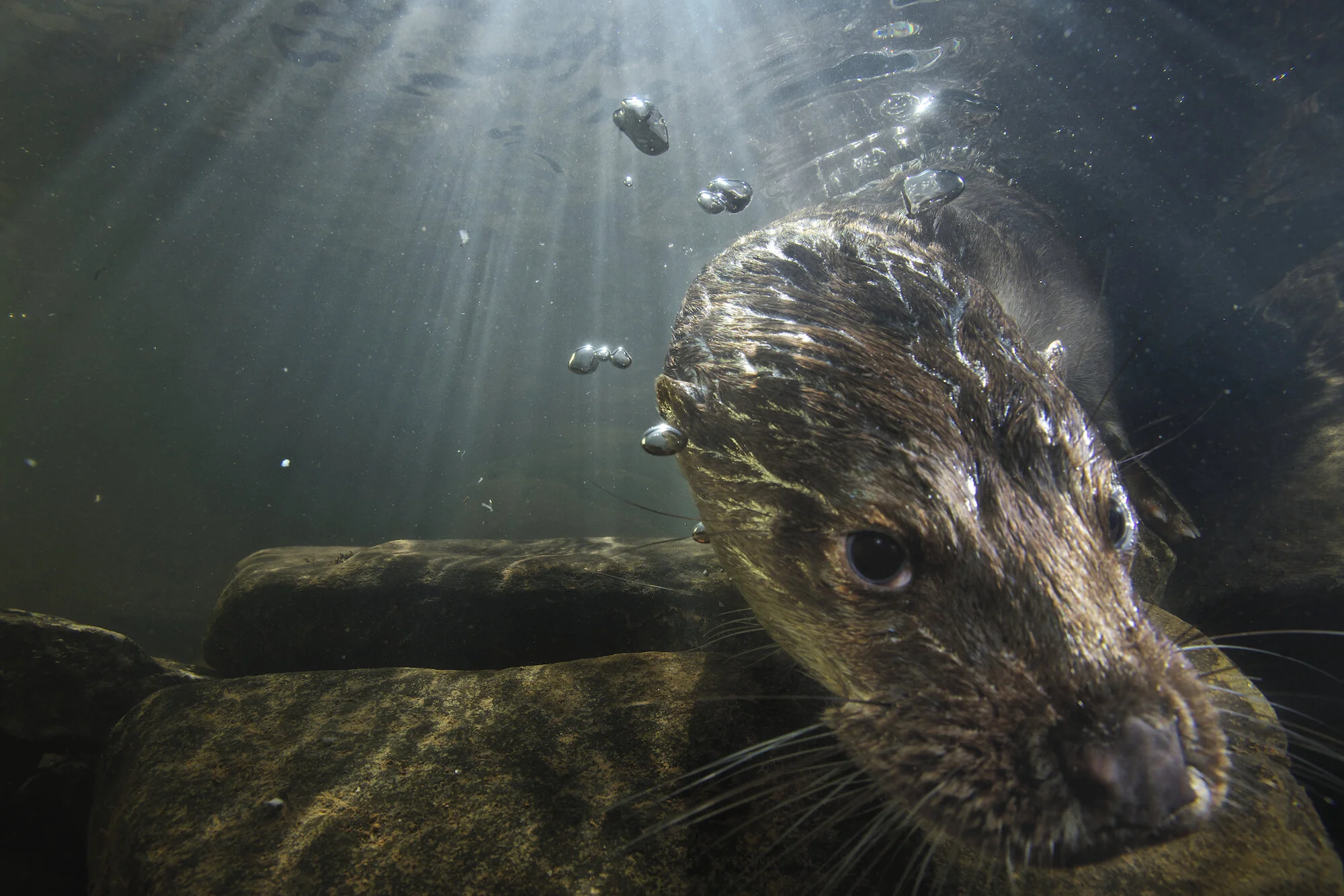 Female Eurasian otter