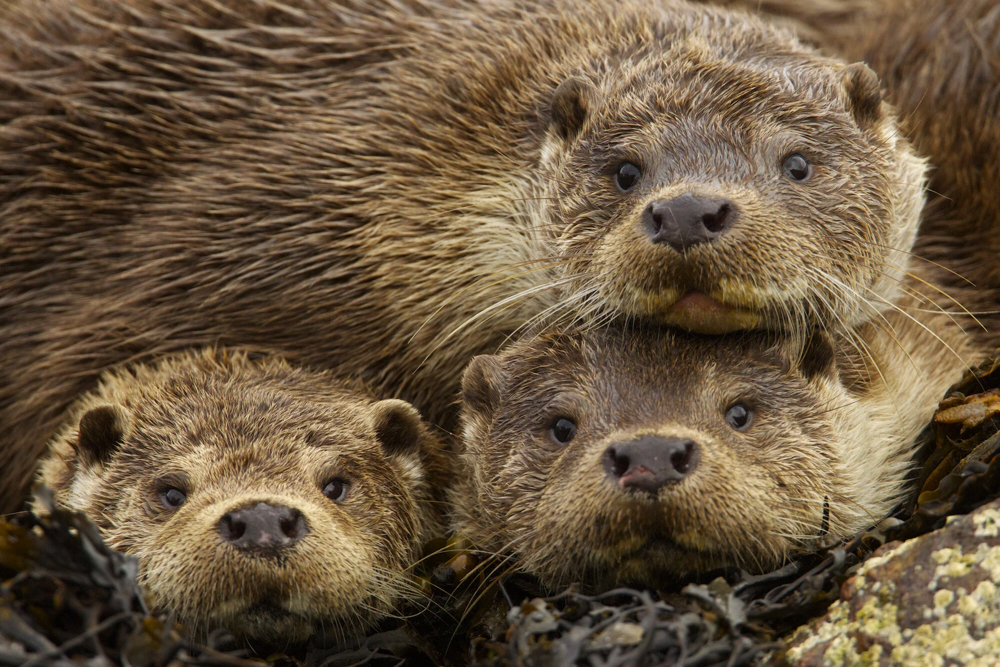 Otter family