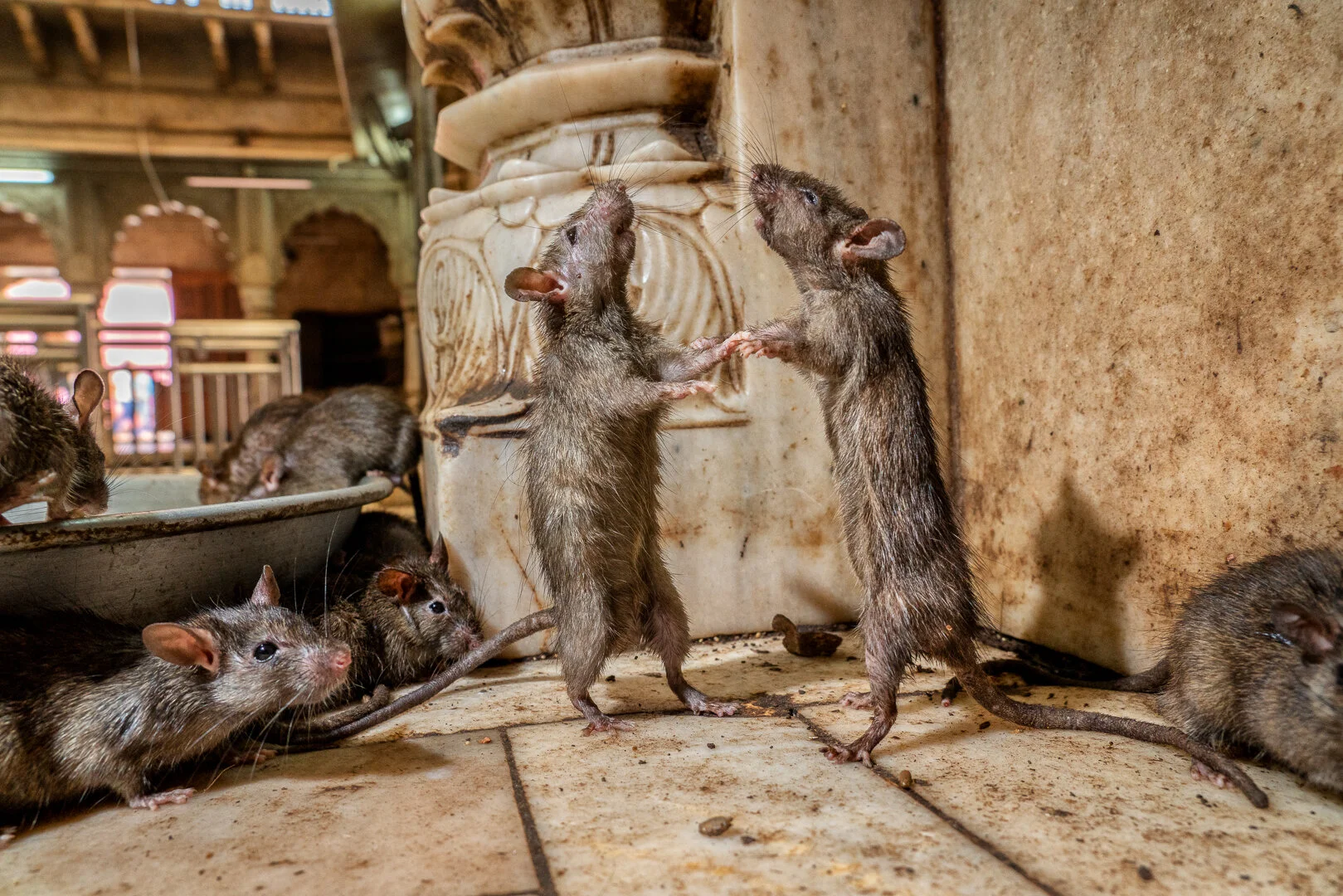 Rat fight
