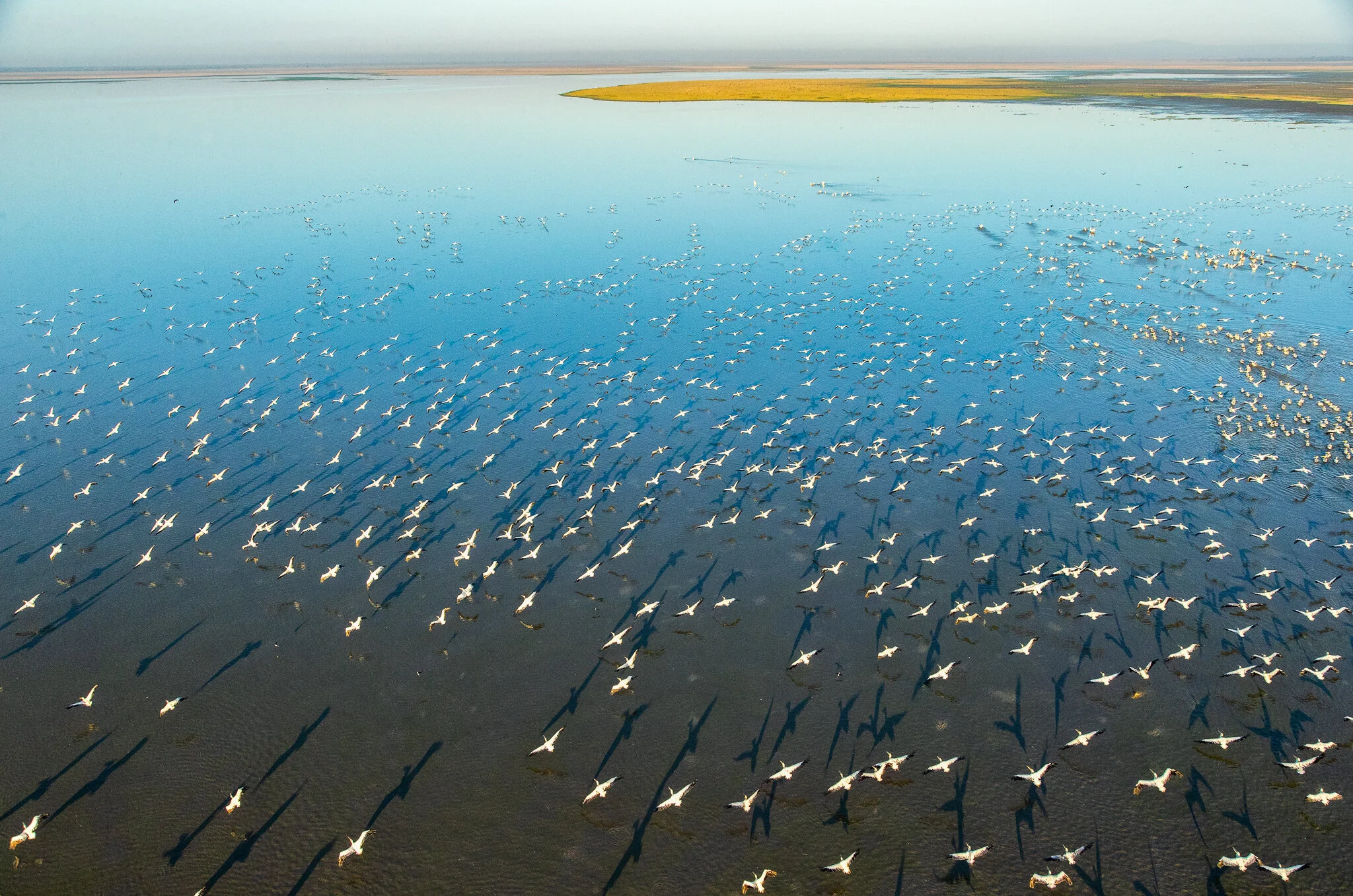 Pelicans