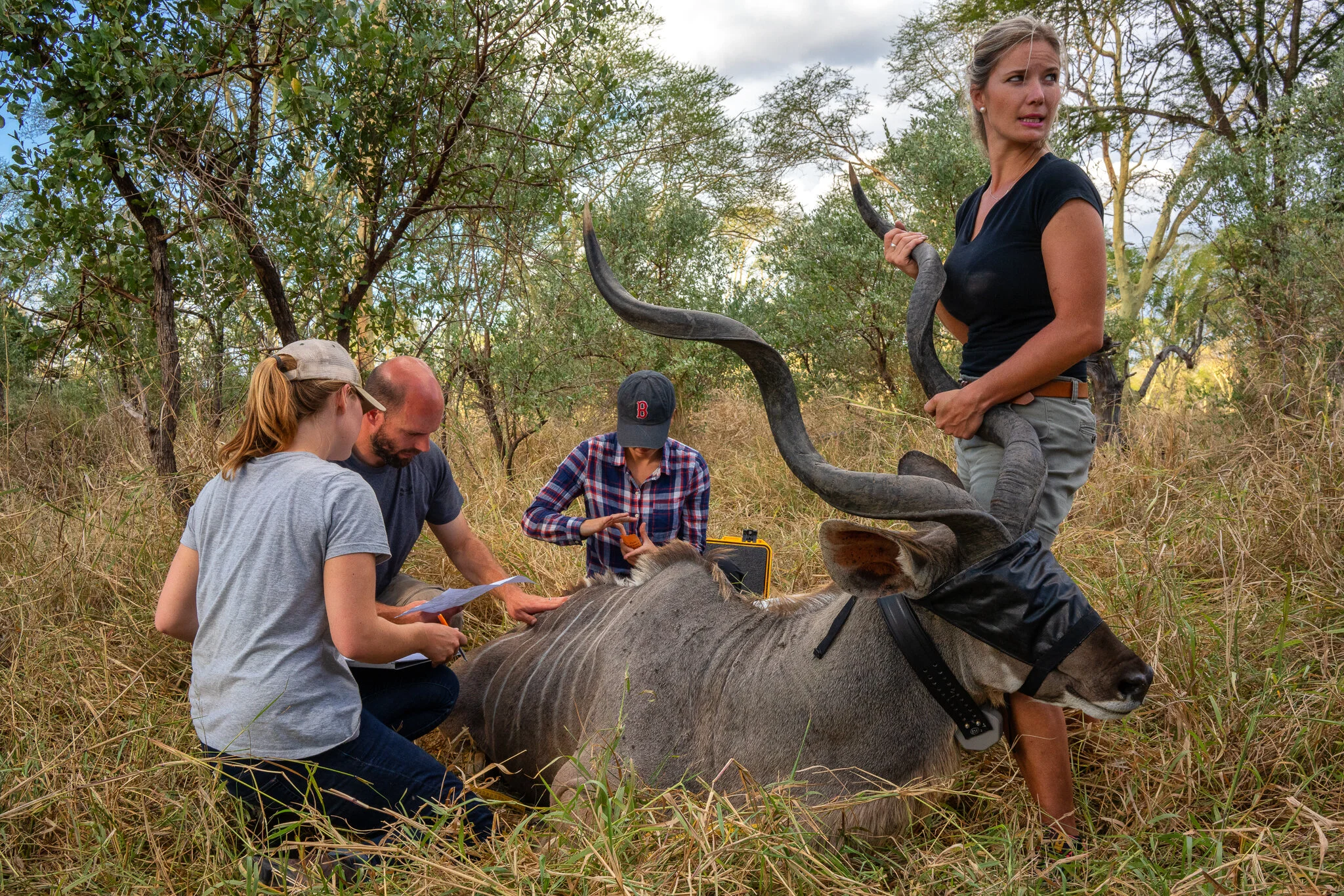 Kudu