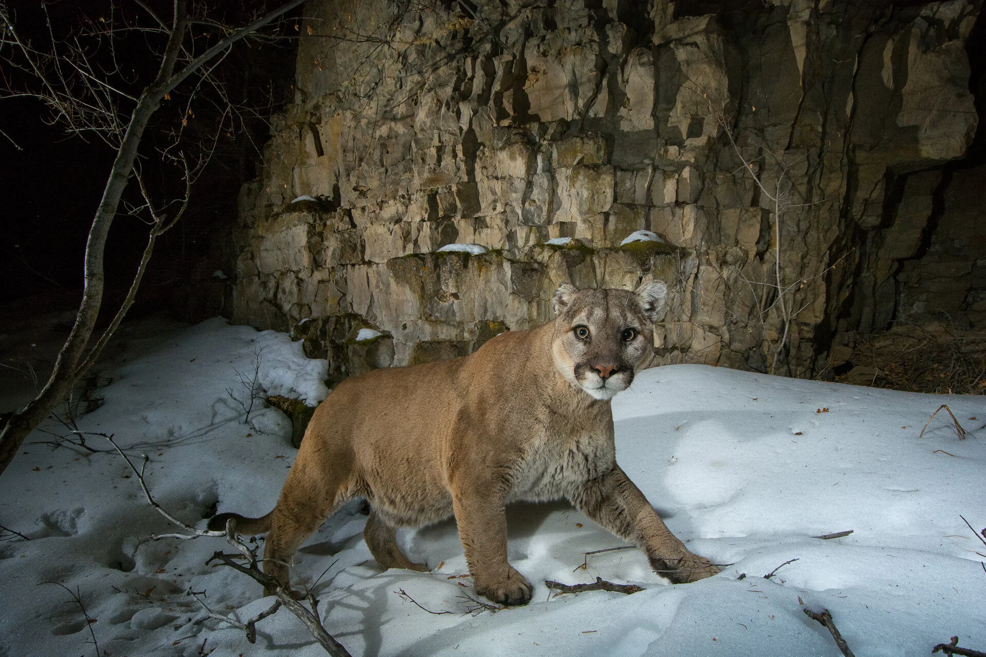 Male Mountain Lion