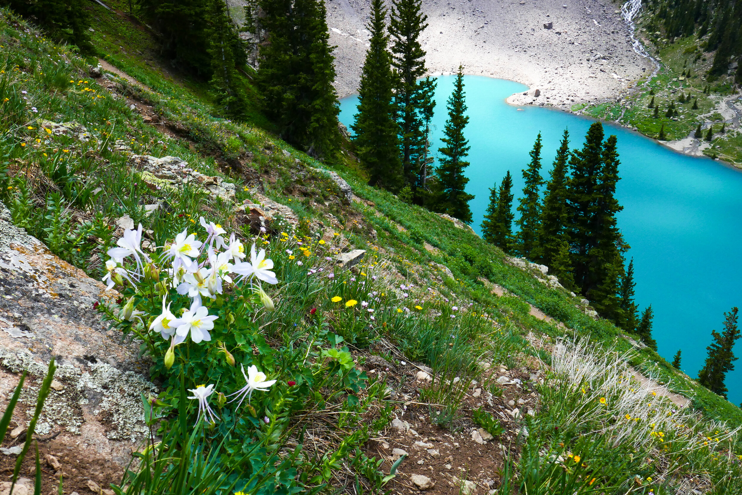 Columbines on a slope overlooking Lower Blue Lake