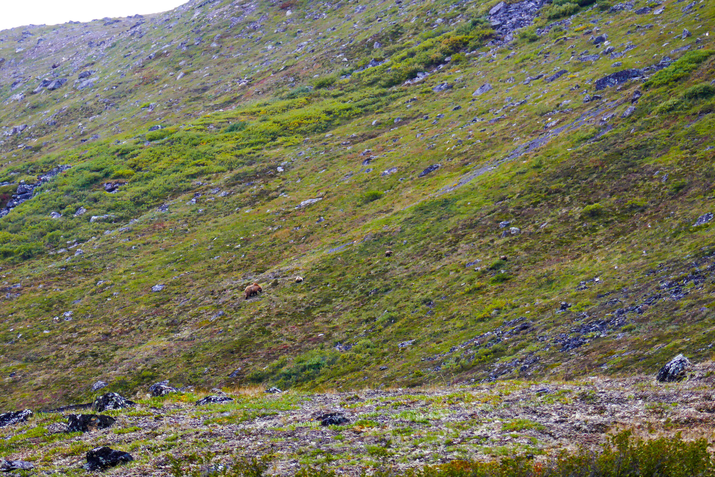 A mother grizzly and three cubs. I zoomed in all the way on my Panasonic Lumix (250mm) for this shot.