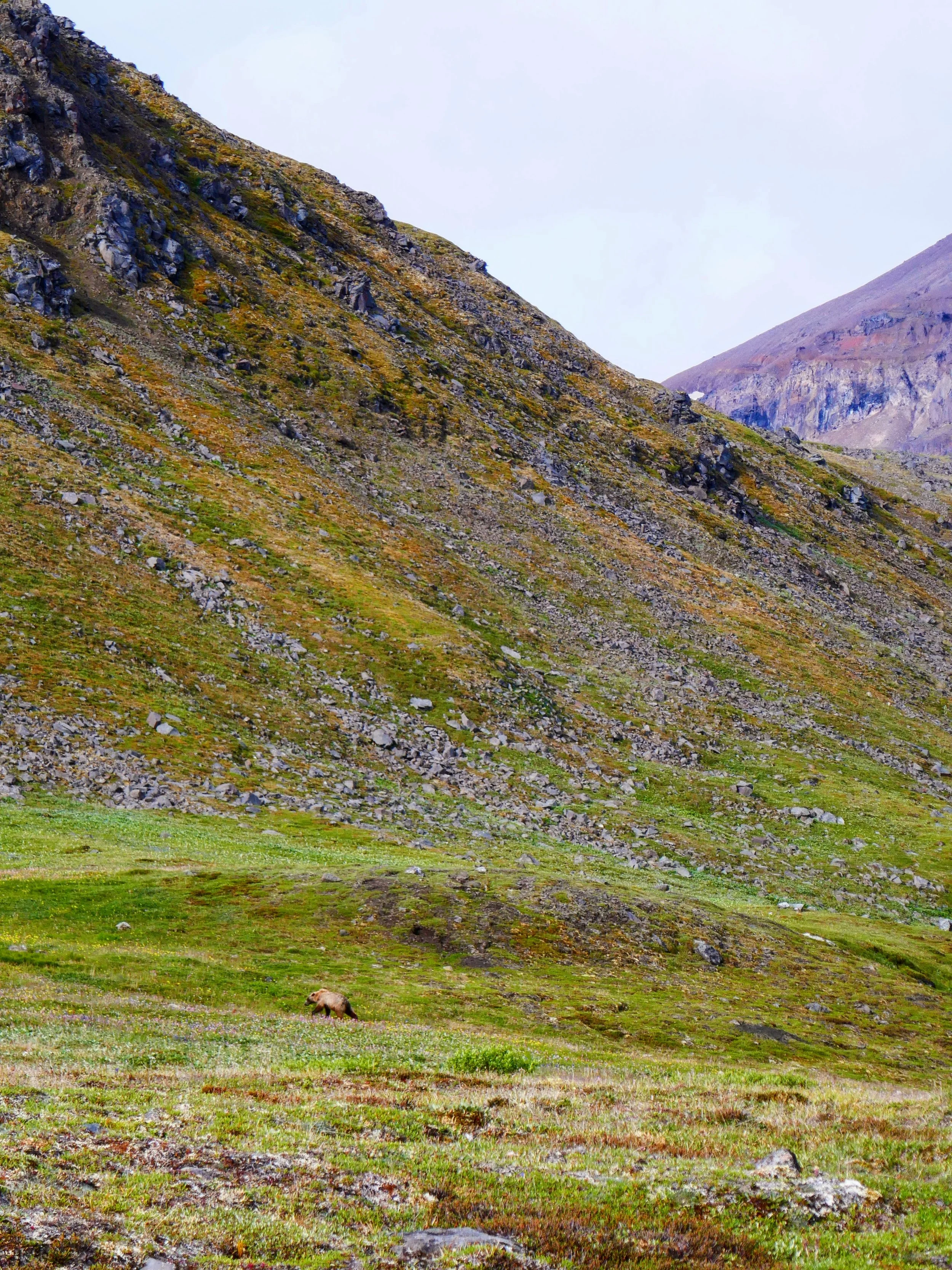 The grizzly heading towards it's temporary nap spot in a meadow of flowers.