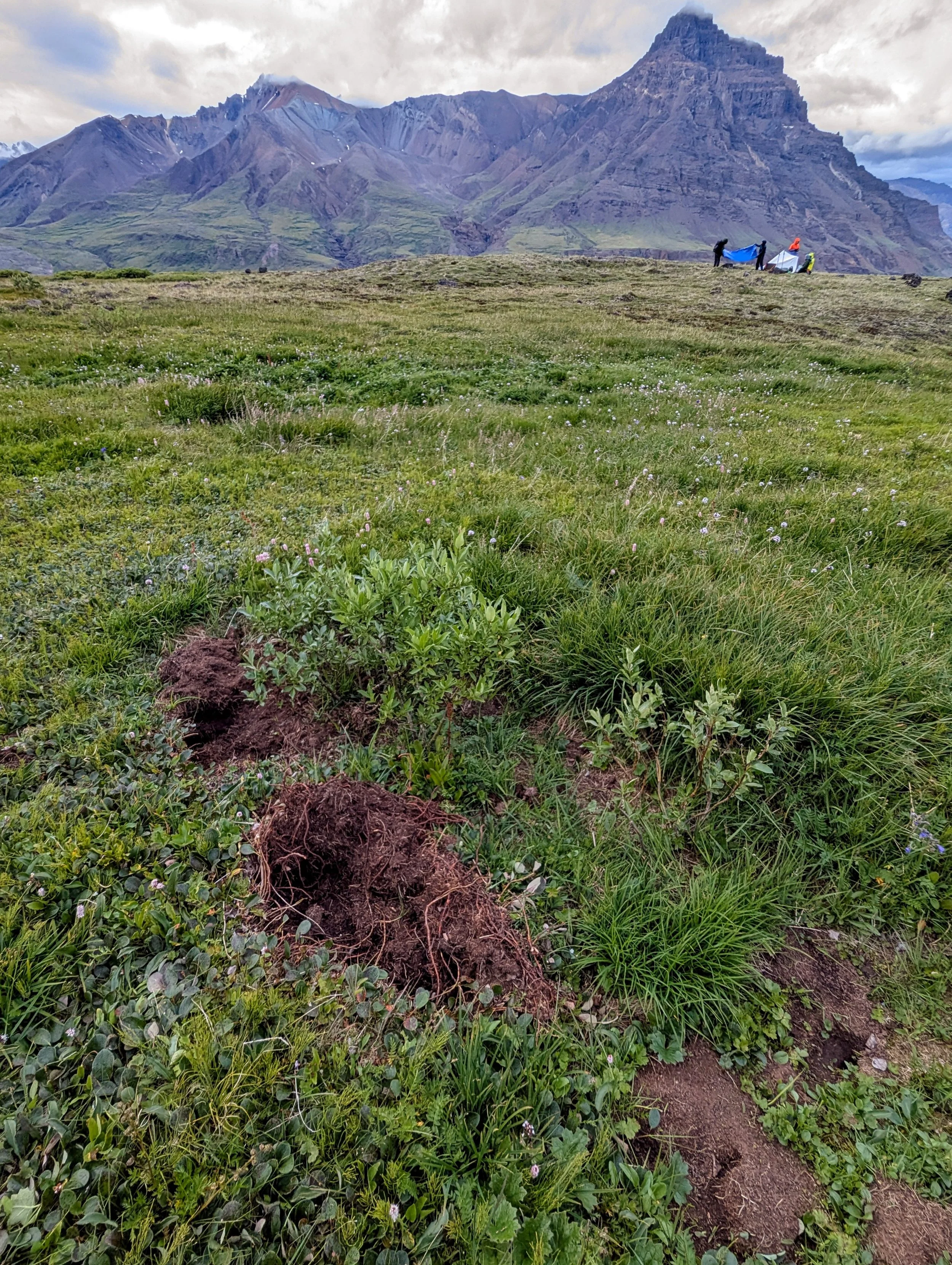 Signs of grizzly scattered the tundra.
