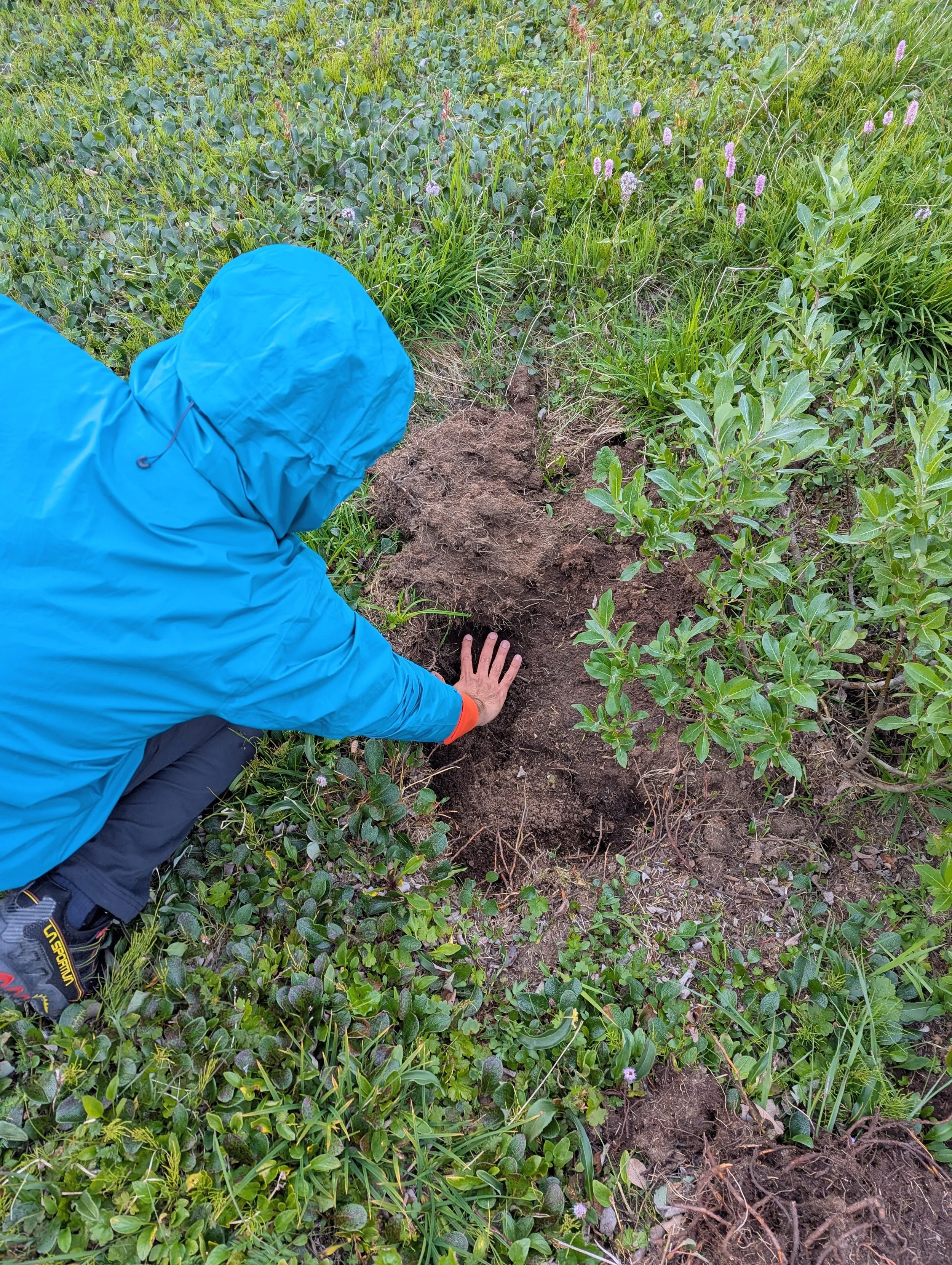 A bear dig near our campsite.