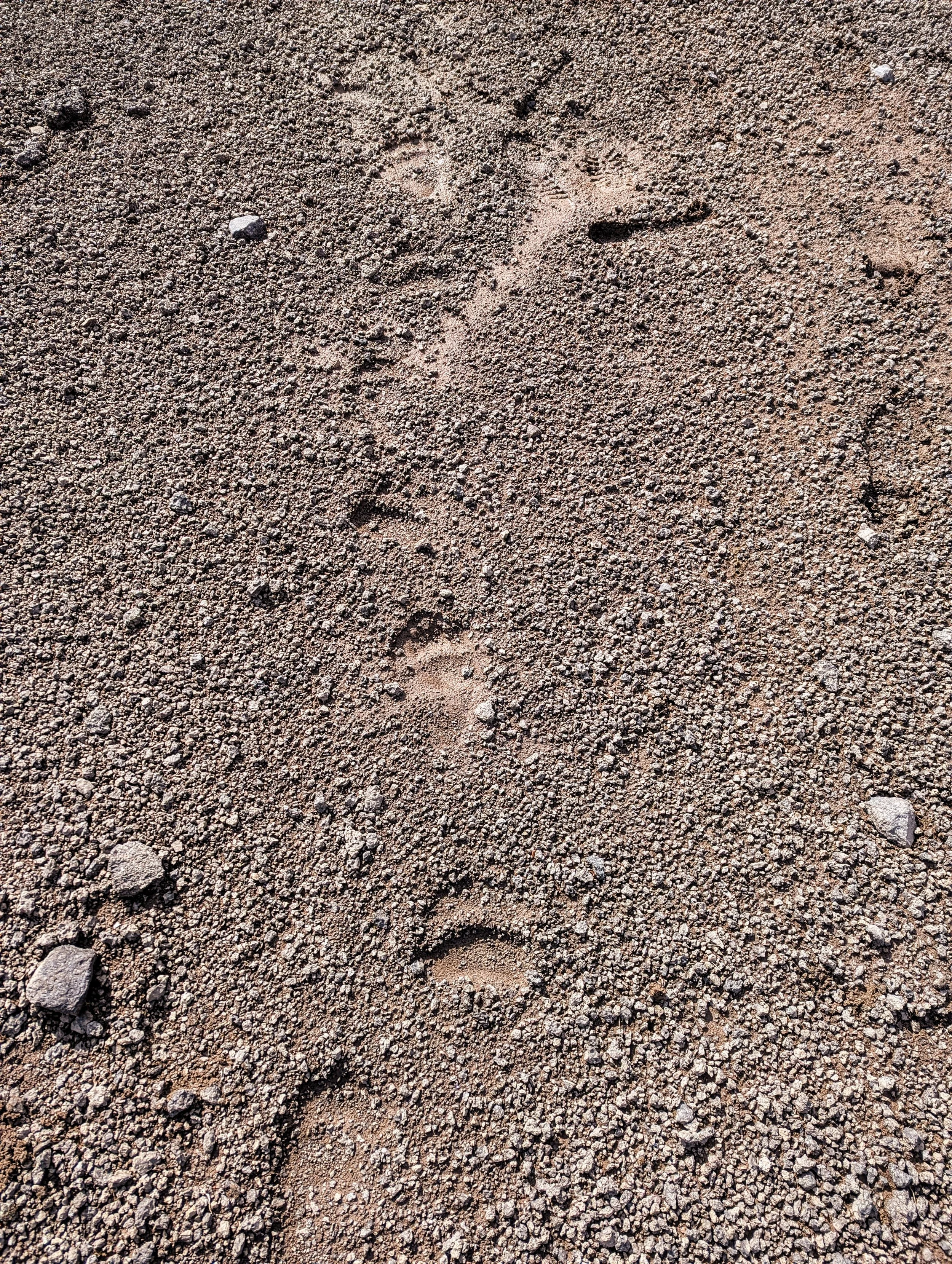 Grizzly prints.