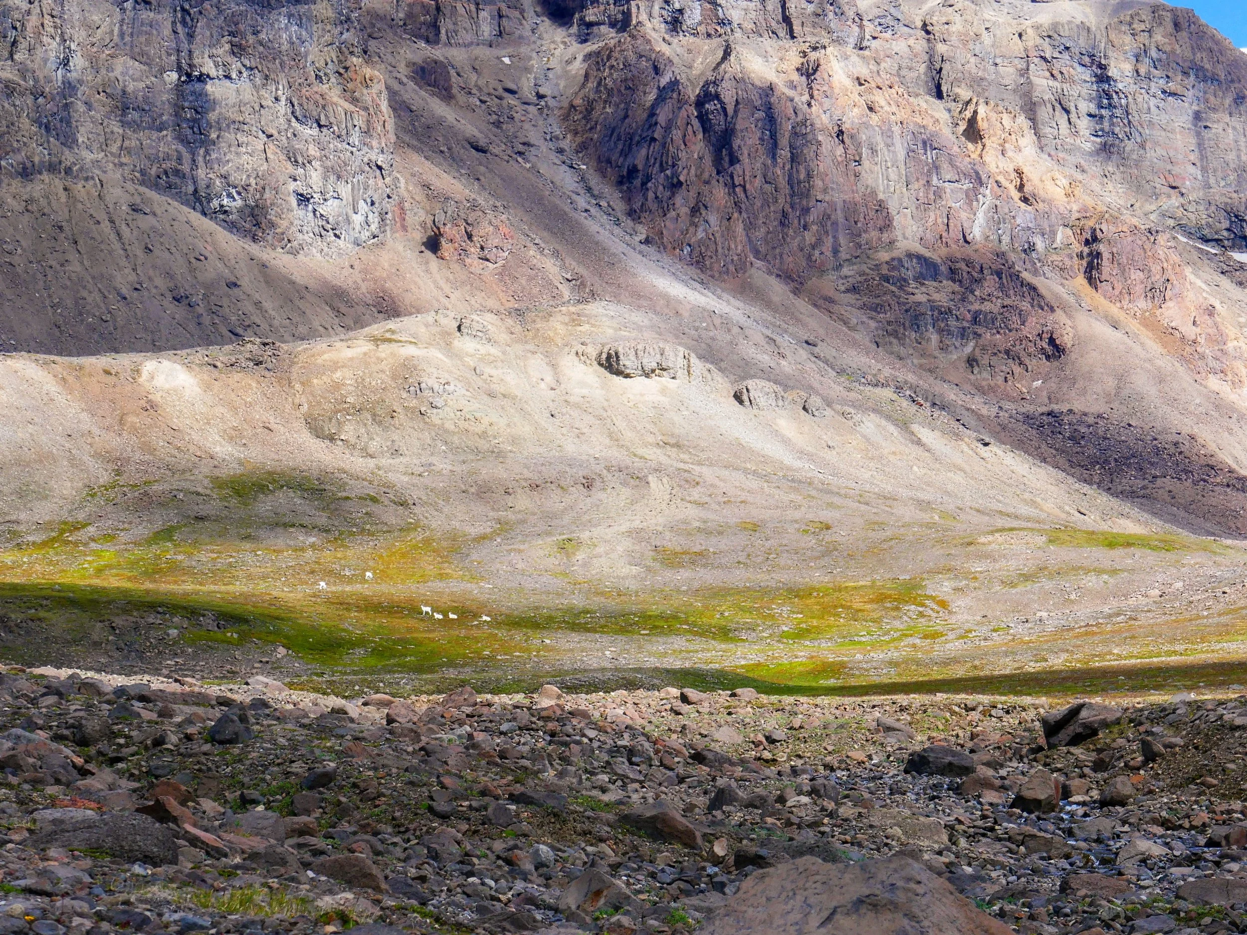 Dall sheep.