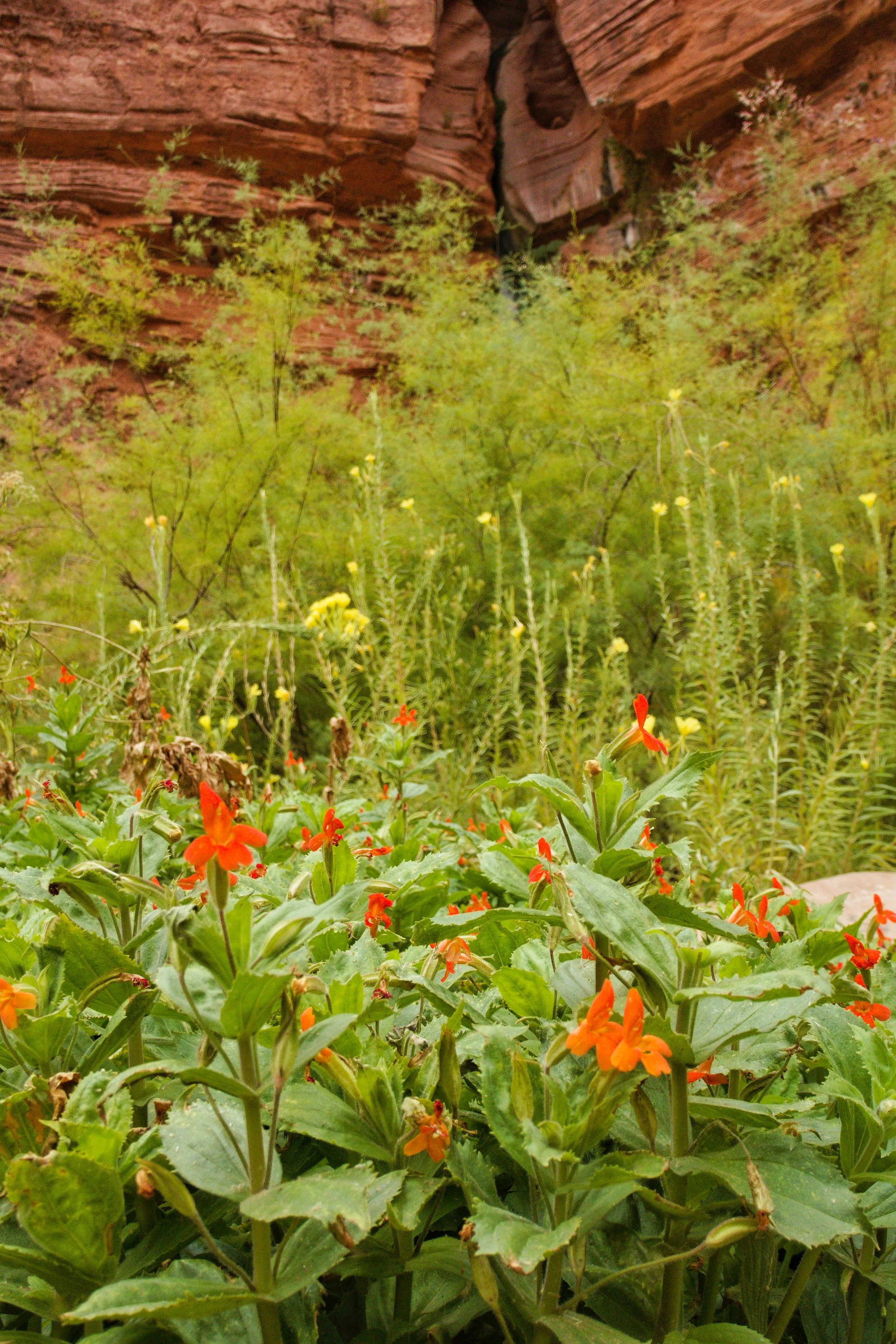 Crimson monkeyflower at Deer Creek