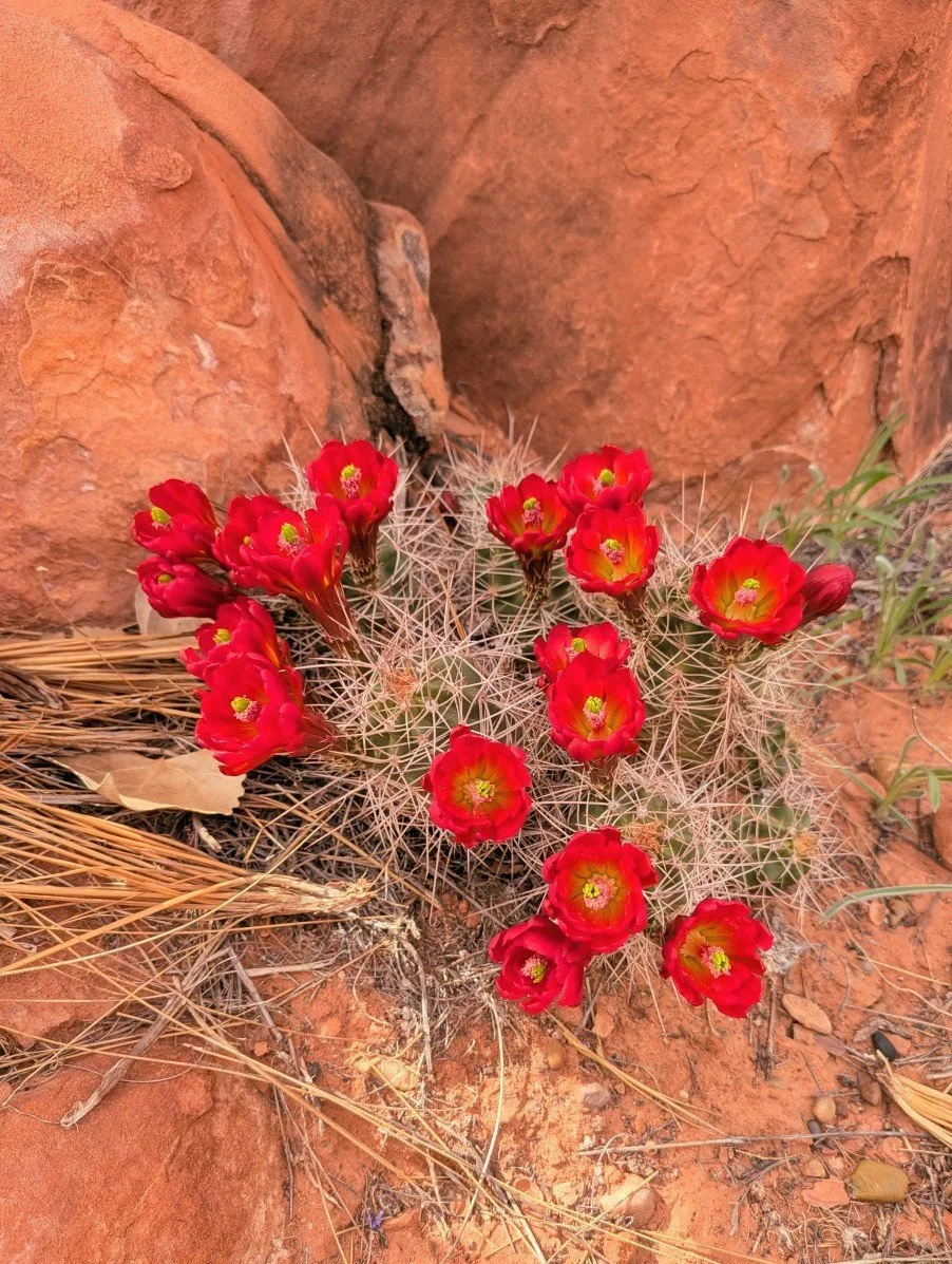 Claret cup cactus, Ellen Meloy's (and my new) favorite