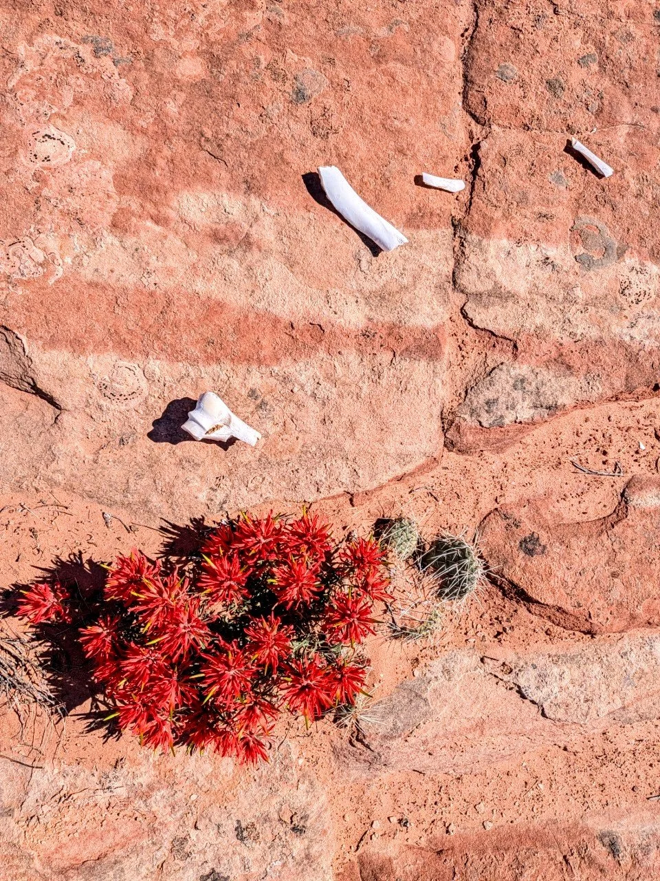 Paintbrush and rock and bone