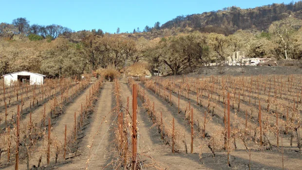 flowvineyard.jpg